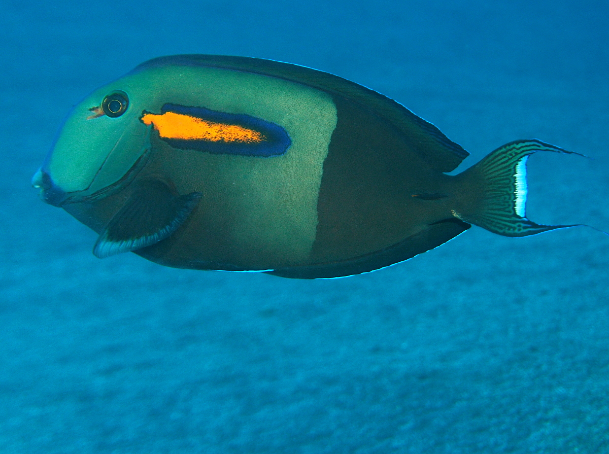 Orangeband Surgeonfish - Acanthurus olivaceus