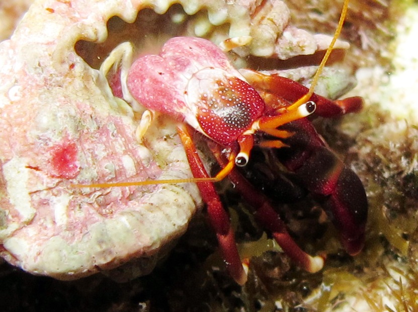 Orangeclaw Hermit Crab - Calcinus tibicen