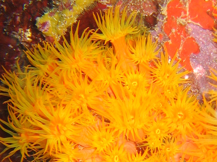Orange Cup Coral - Tubastraea coccinea