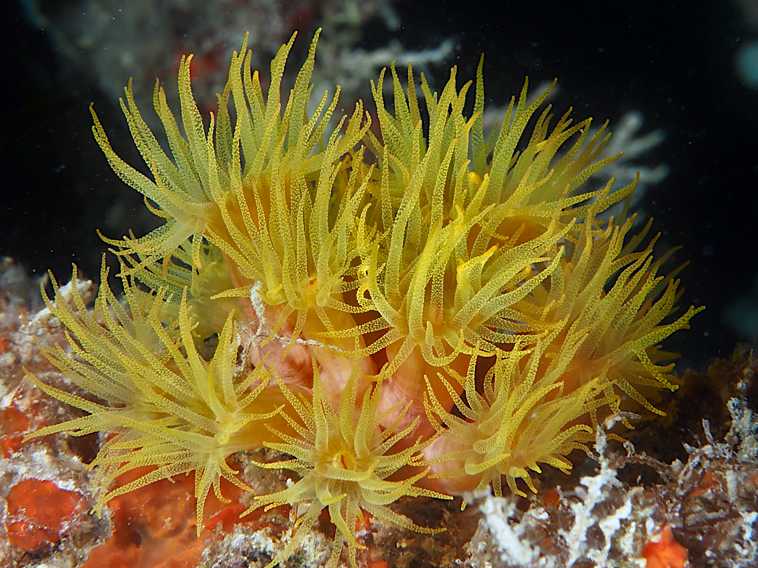 Orange Cup Coral - Tubastraea coccinea