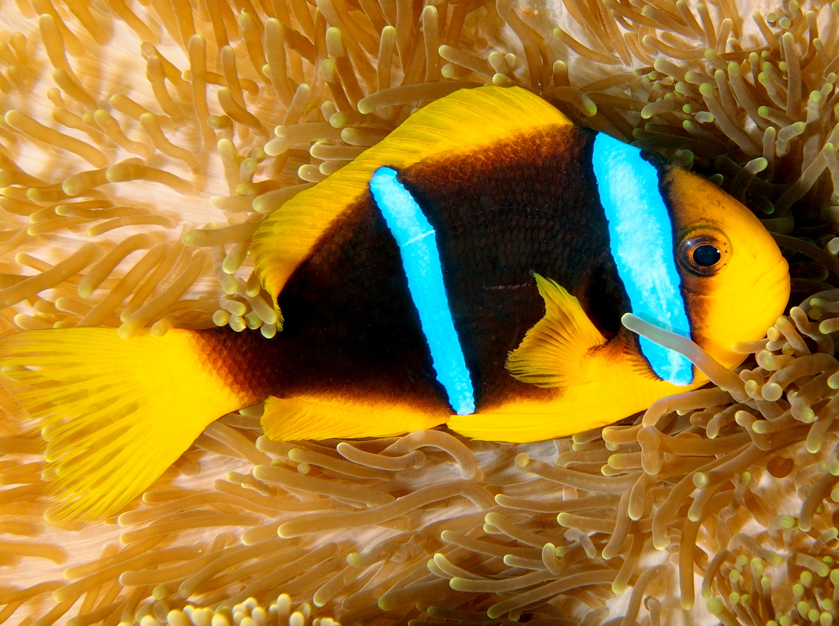 Orangefin Anemonefish - Amphiprion chrysopterus