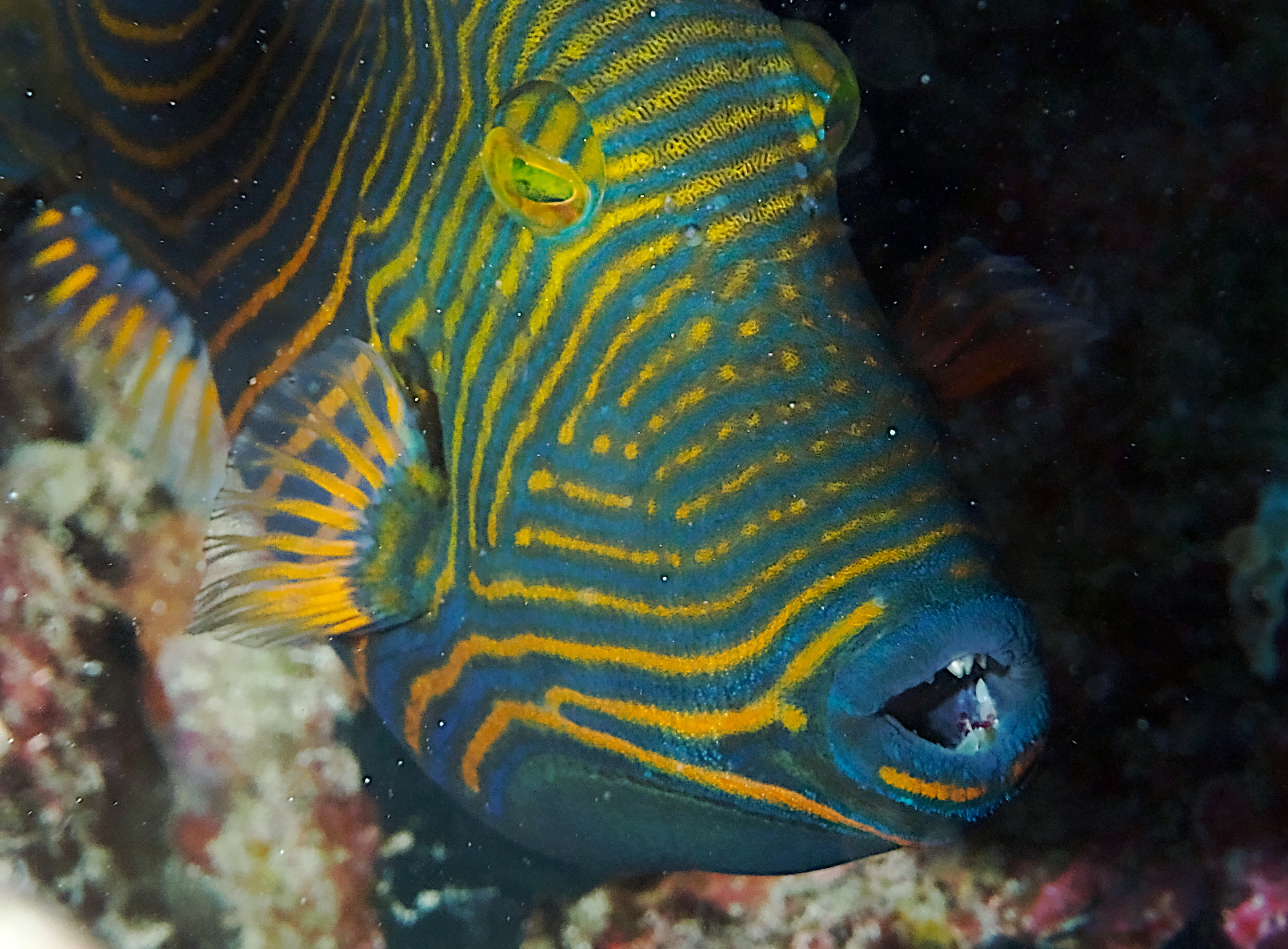 Orange-Lined Triggerfish - Balistapus undulatus