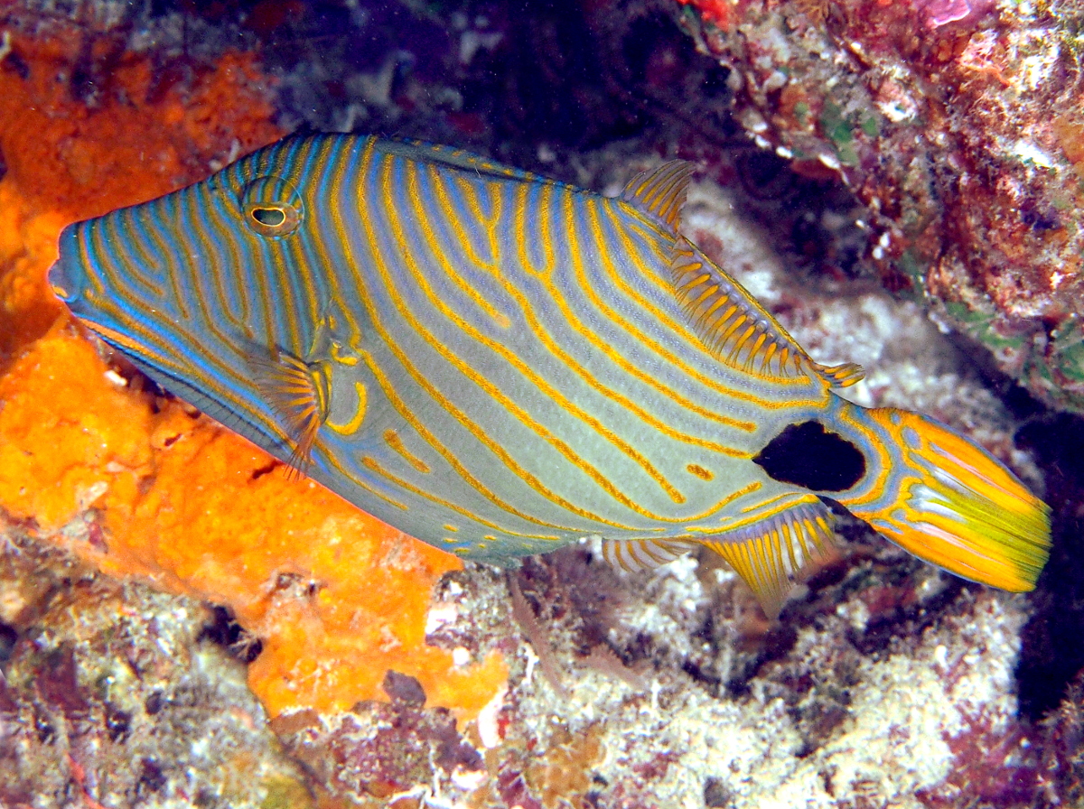Orange-Lined Triggerfish - Balistapus undulatus