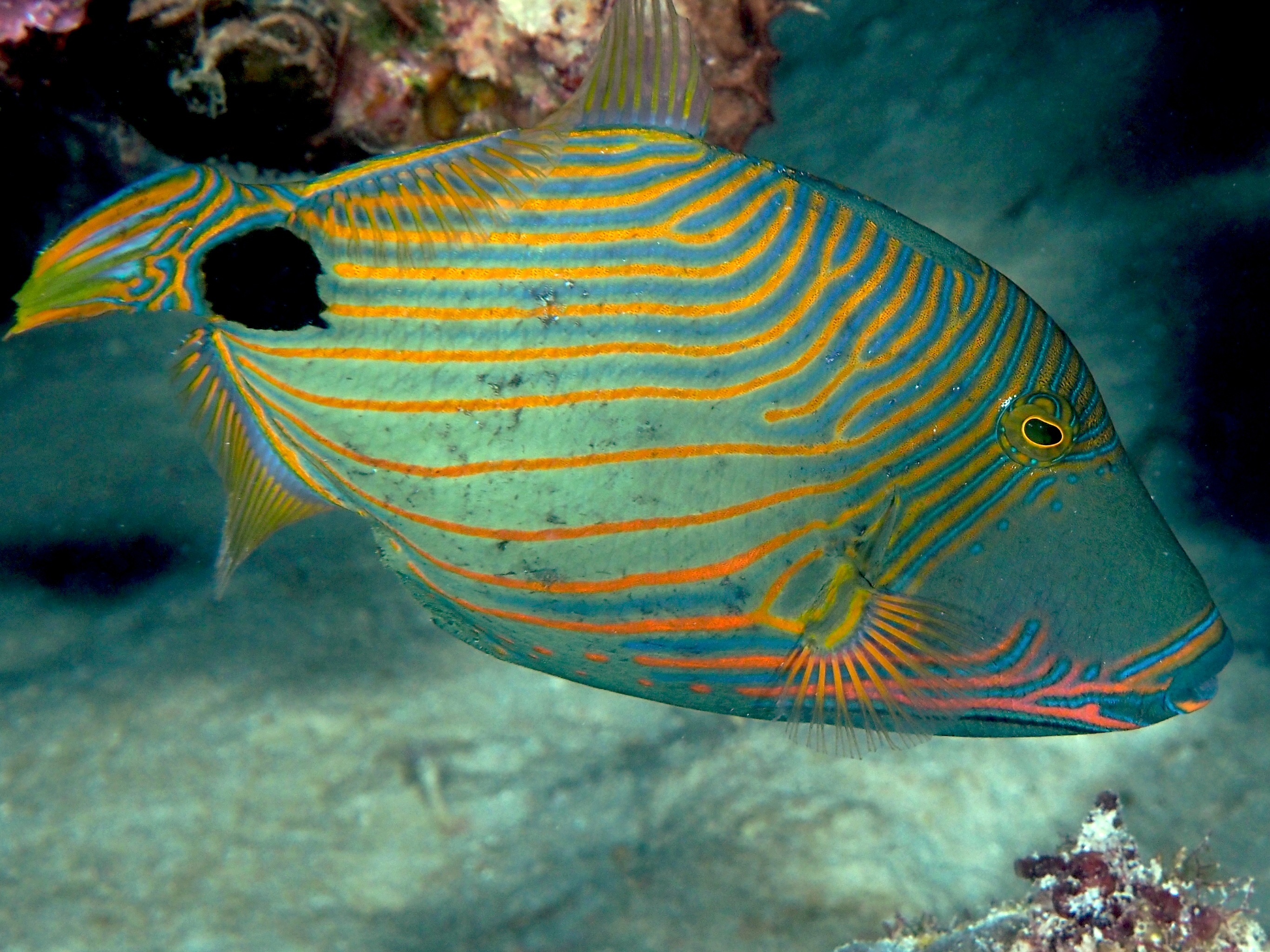 Orange-Lined Triggerfish - Balistapus undulatus