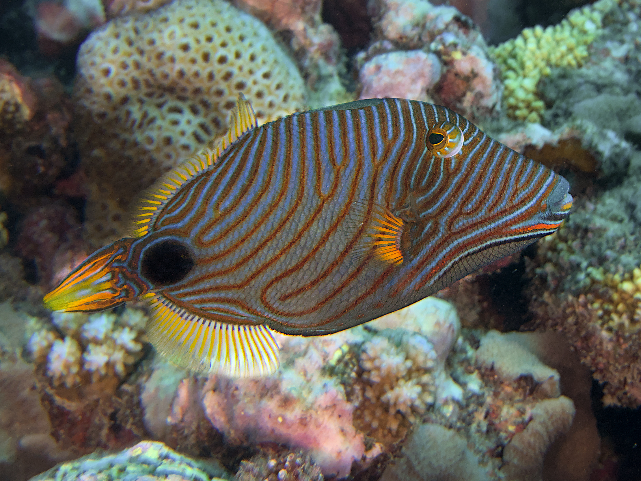Orange-Lined Triggerfish - Balistapus undulatus