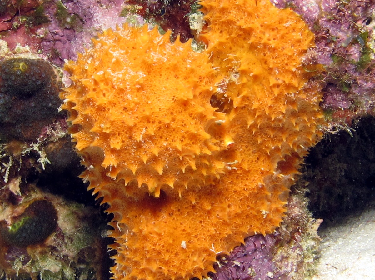 Orange Lumpy Encrusting Sponge - Scopalina ruetzleri