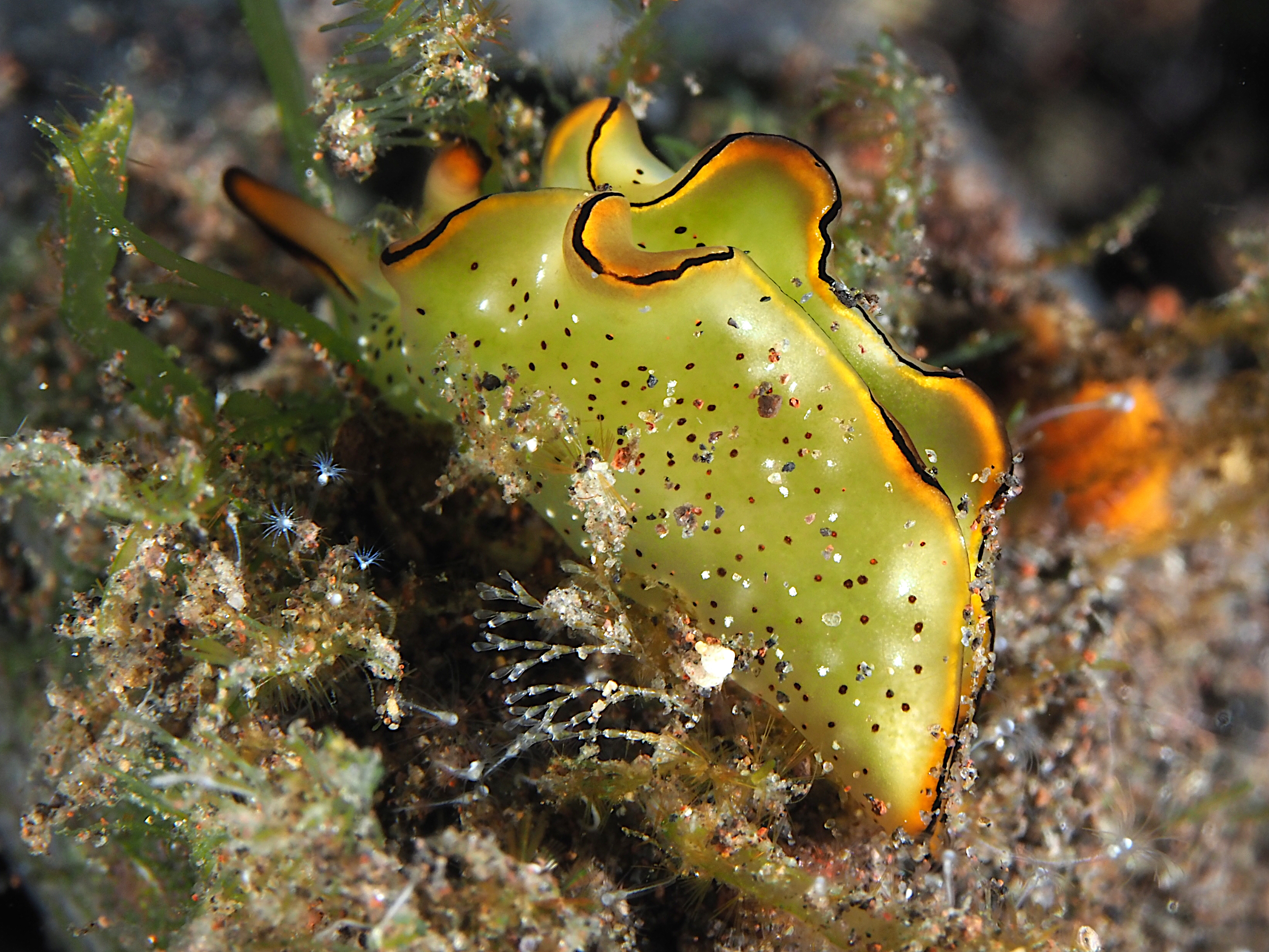 Orangemargin Elysia - Elysia marginata