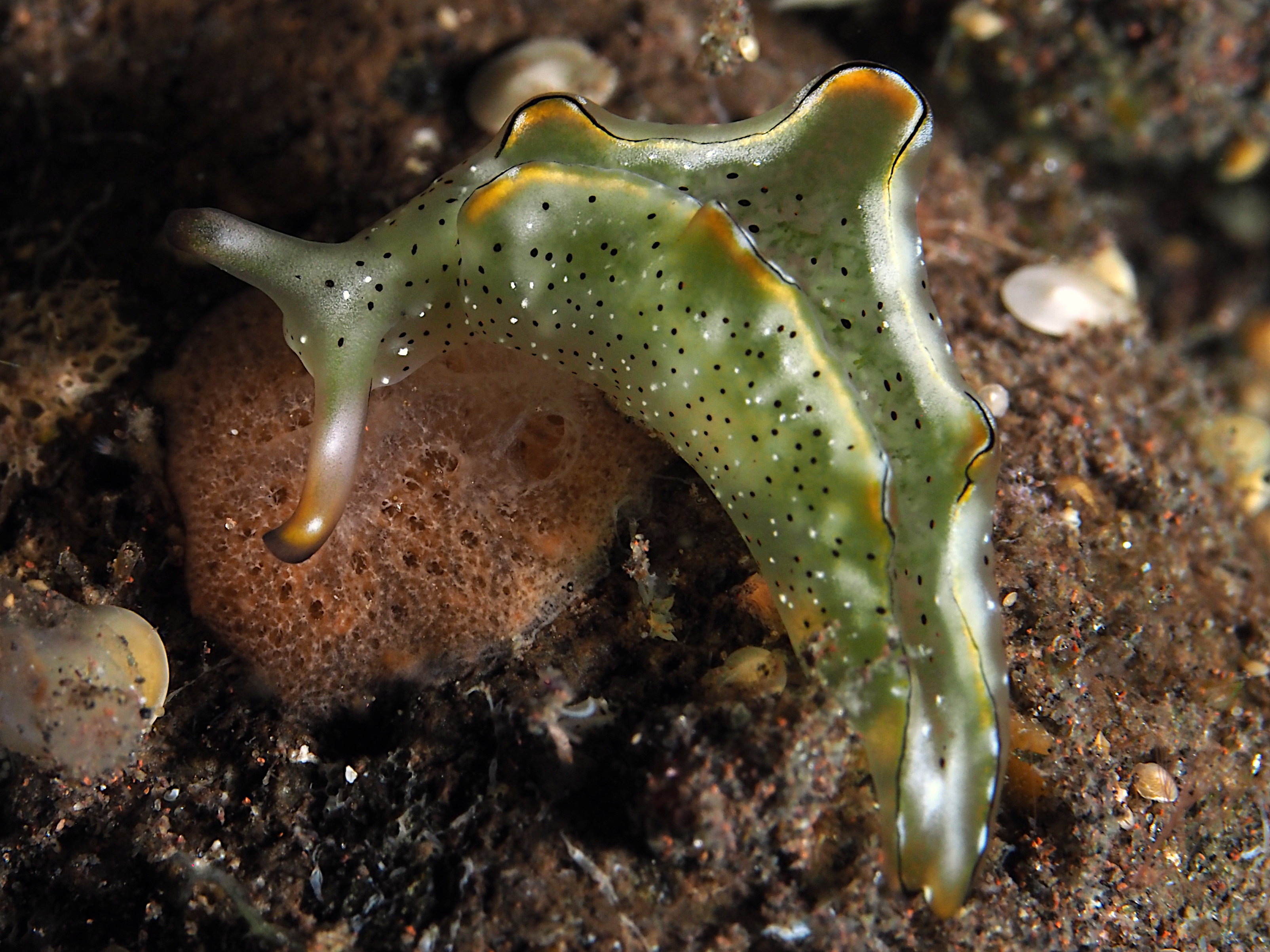 Orangemargin Elysia - Elysia marginata