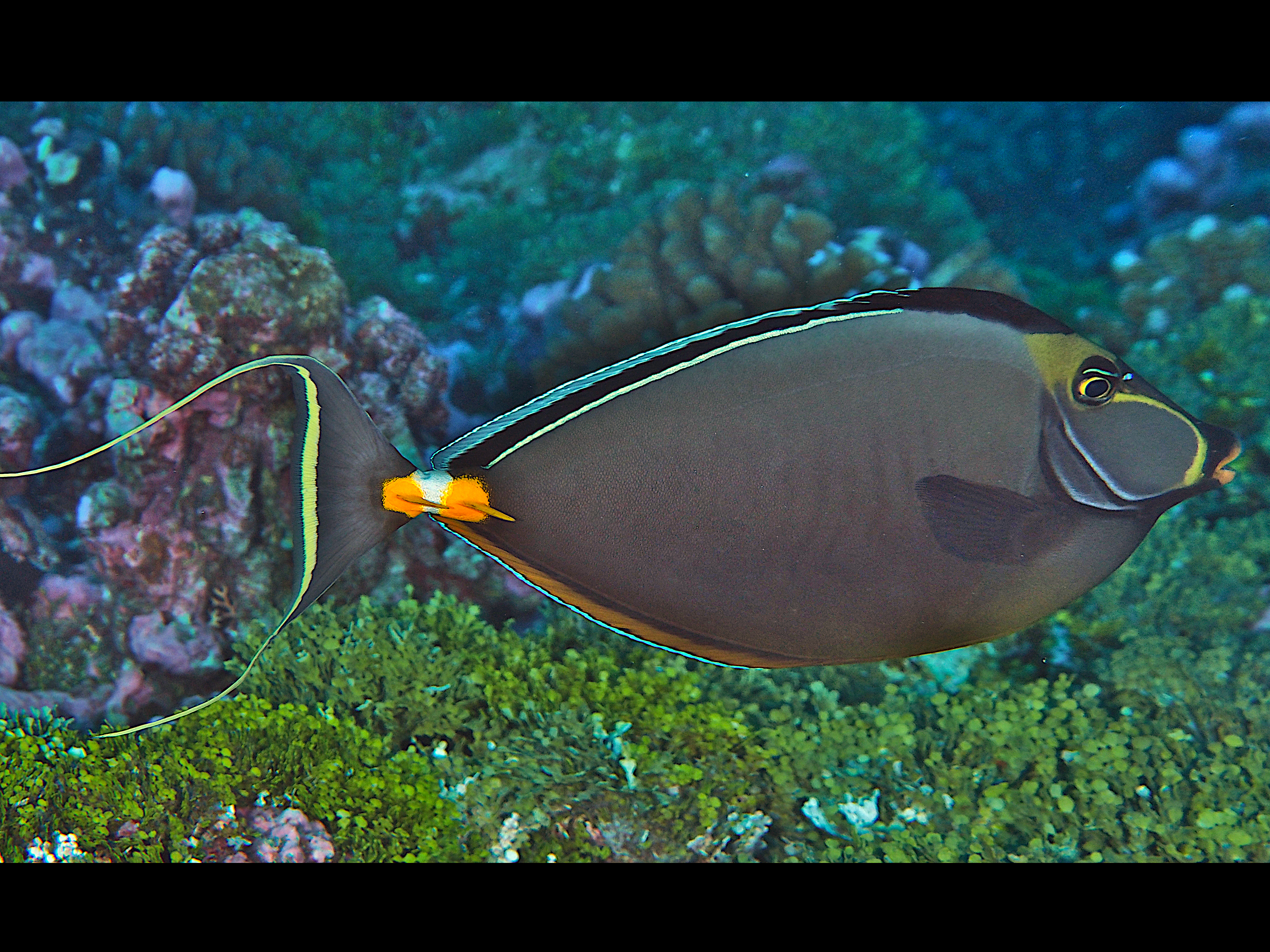 Orangespine Unicornfish - Naso lituratus