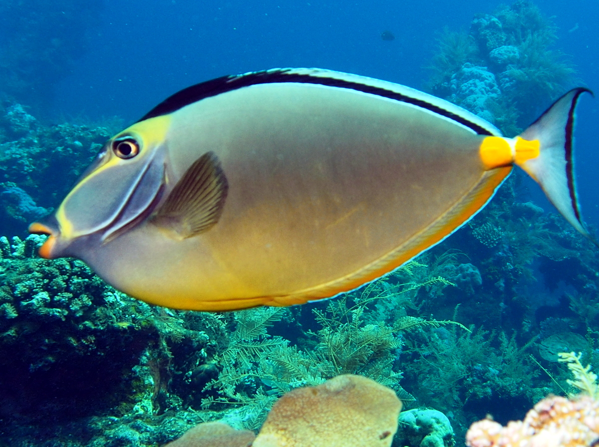 Orangespine Unicornfish - Naso lituratus