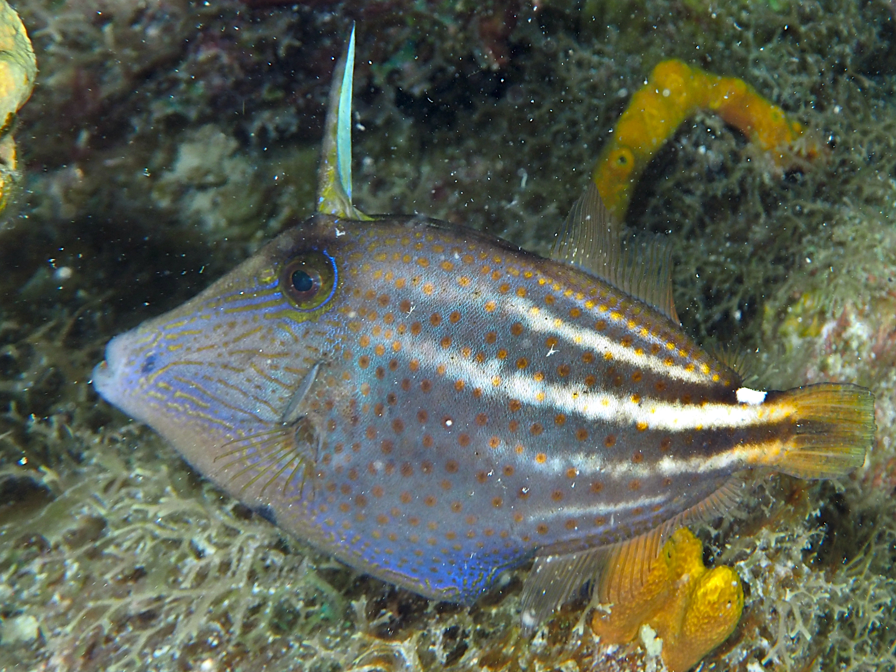 Orangespotted Filefish - Cantherhines pullus