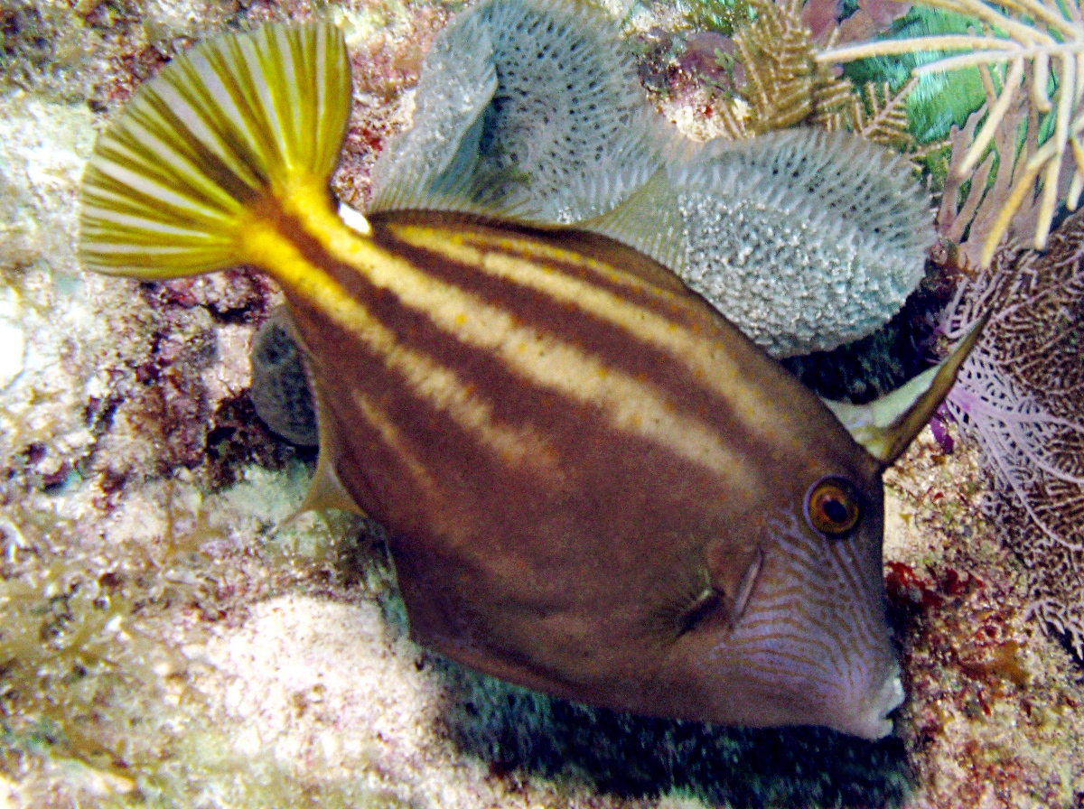 Orangespotted Filefish - Cantherhines pullus