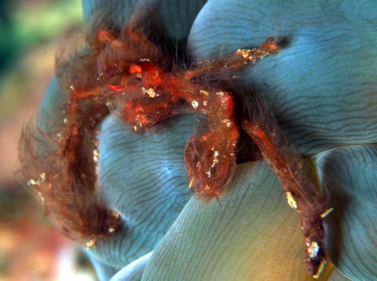 Orangutan Crab - Oncinopus sp. 1