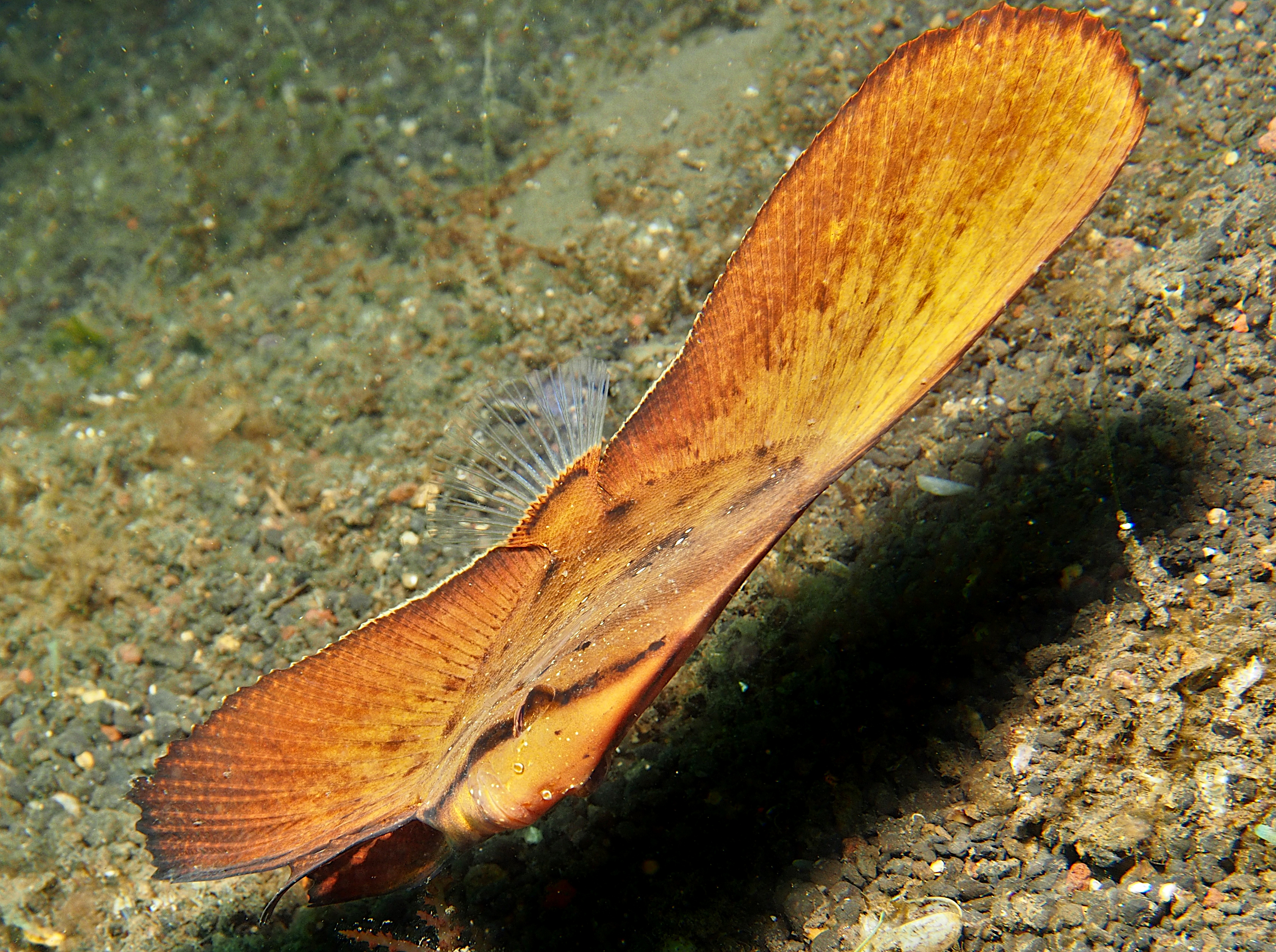 Circular Spadefish - Platax orbicularis