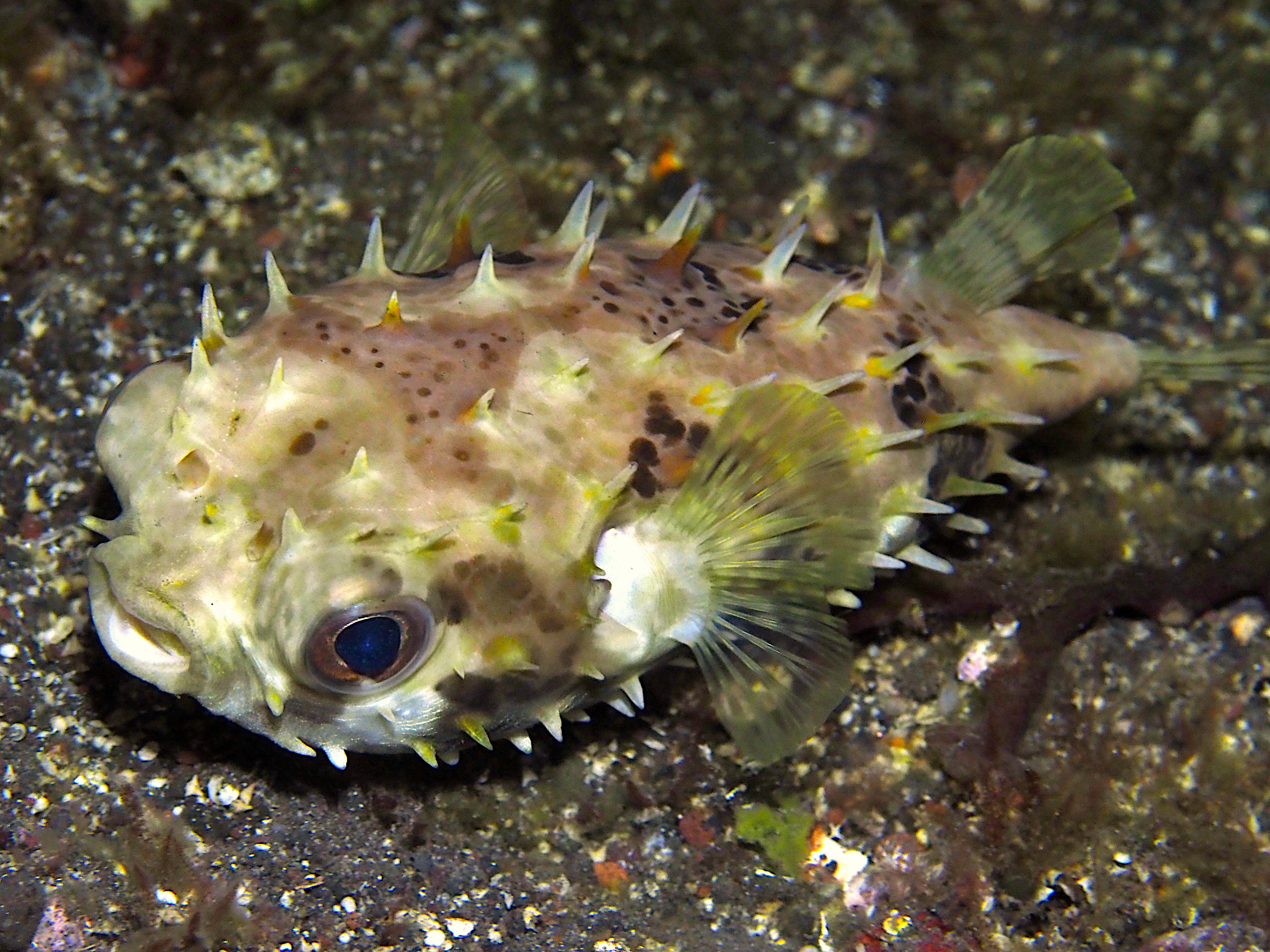 Orbicular Burrfish - Cyclichthys orbicularis