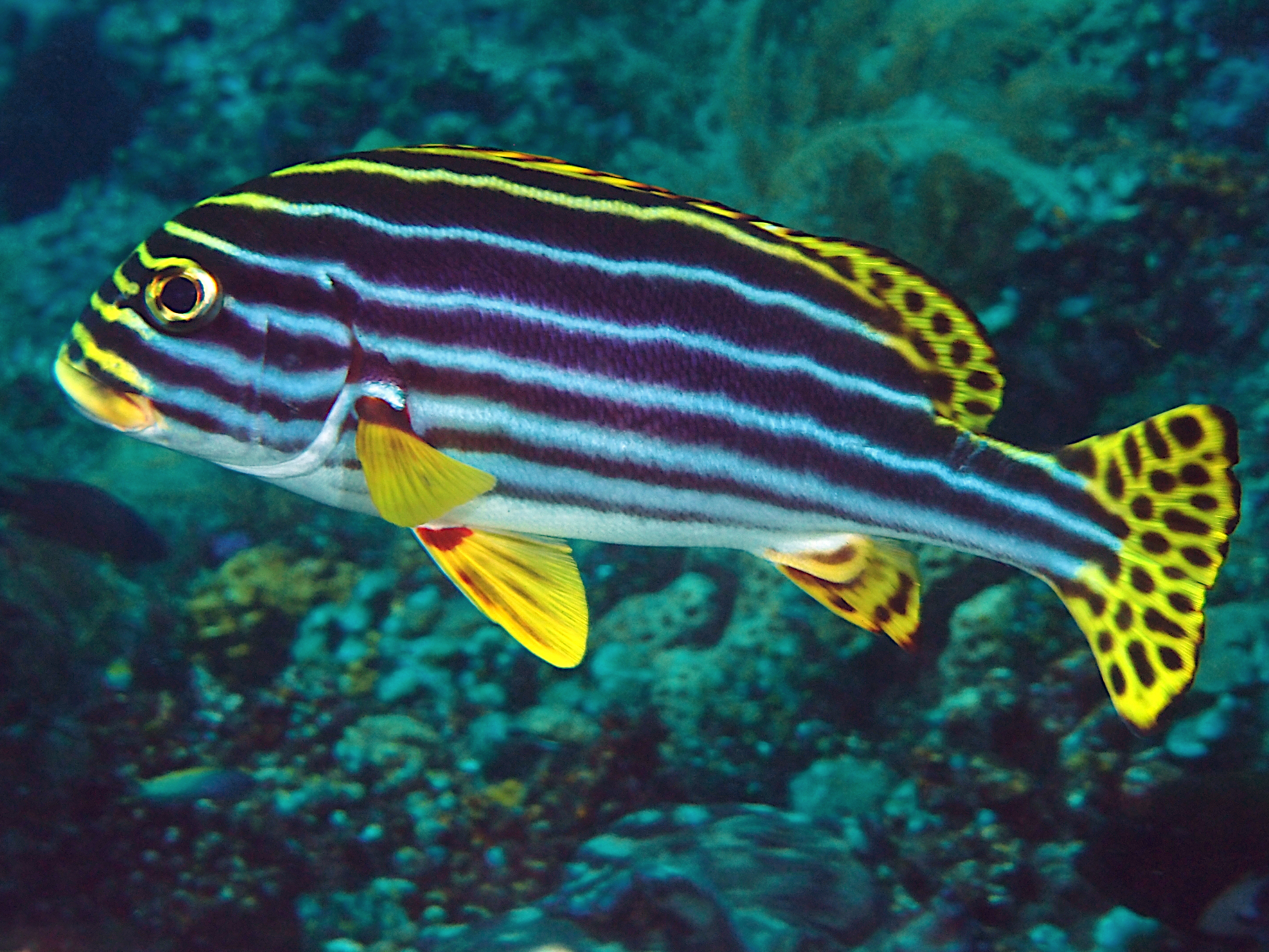 Oriental Sweetlips - Plectorhinchus vittatus