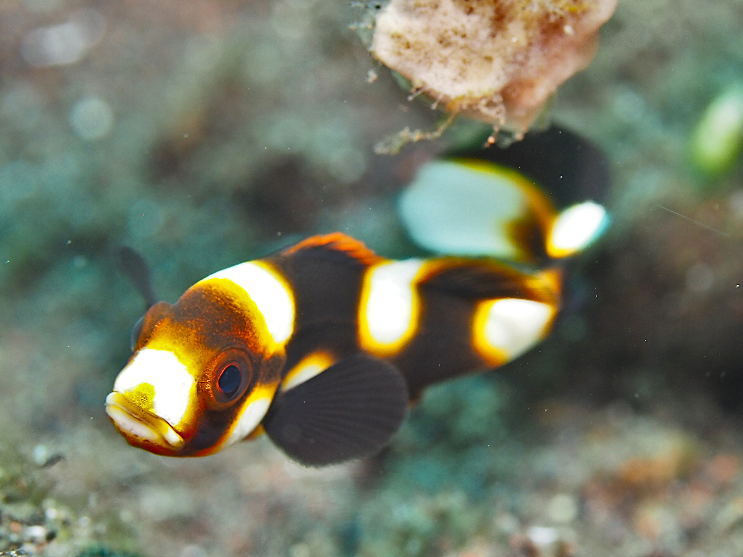 Oriental Sweetlips - Plectorhinchus vittatus