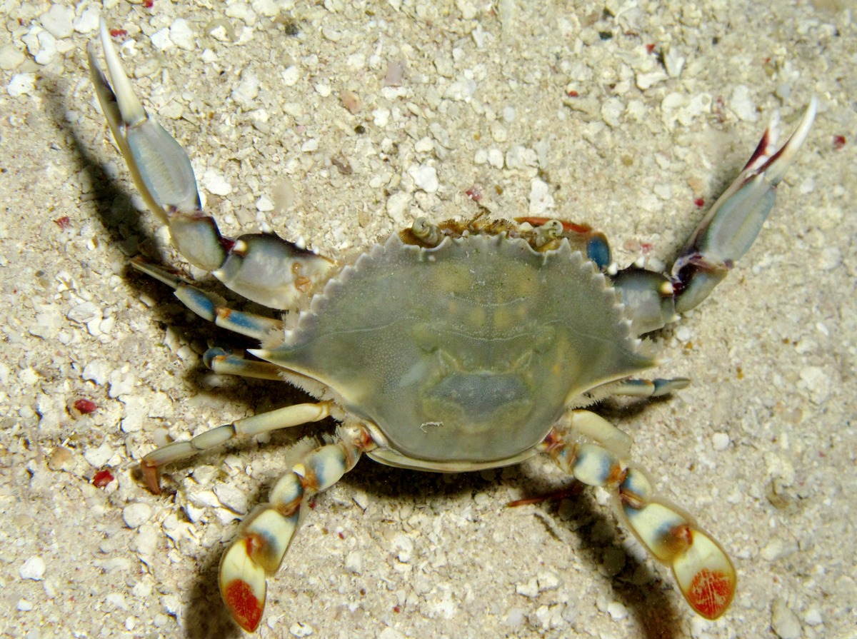 Ornate Blue Crab - Callinectes ornatus