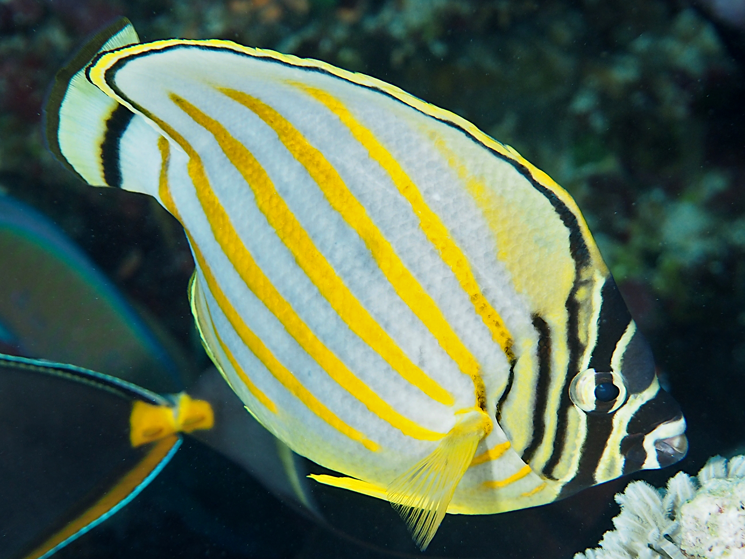 Ornate Butterflyfish - Chaetodon ornatissimus