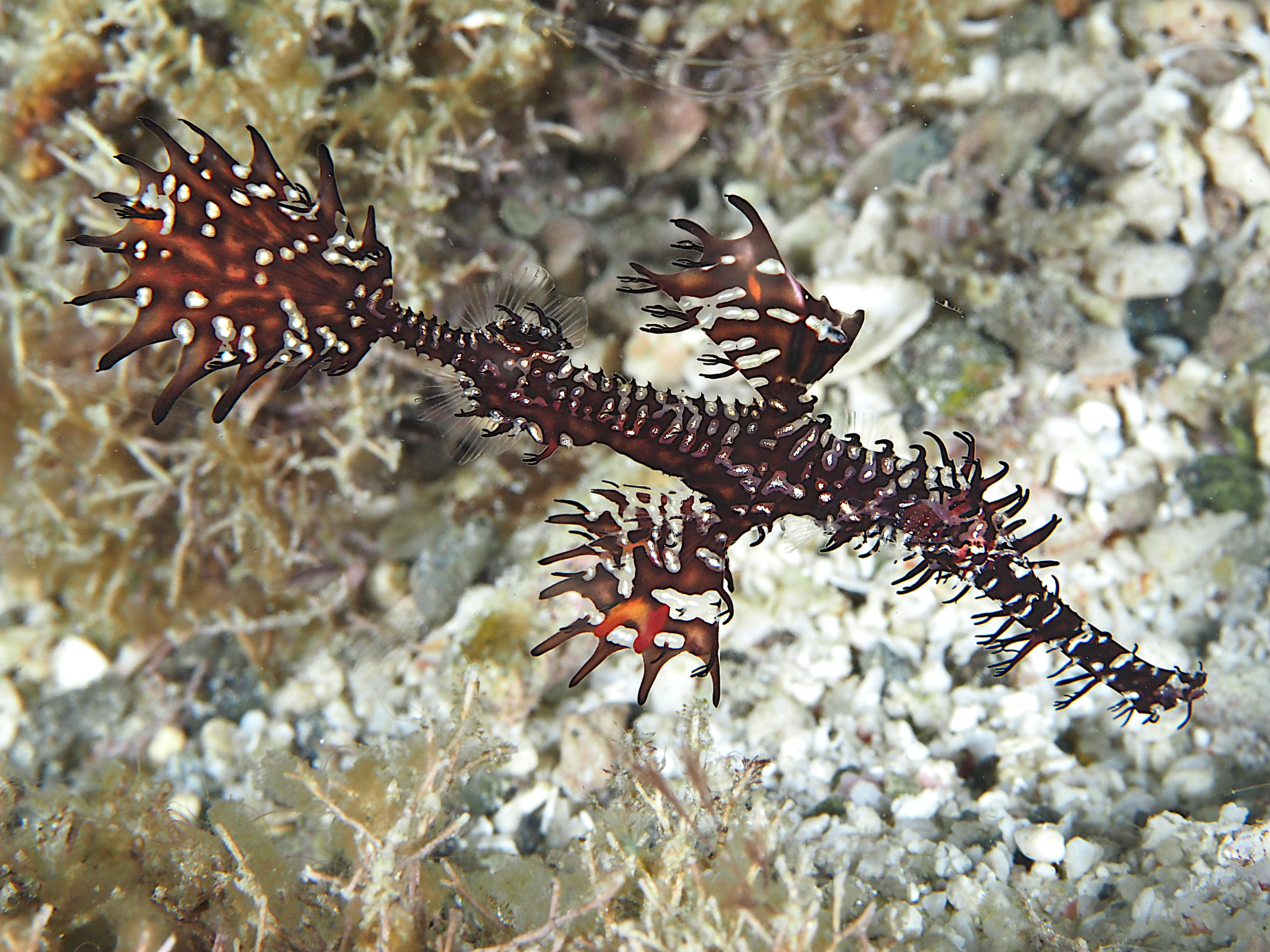 Ornate Ghost Pipefish - Solenostomus paradoxus