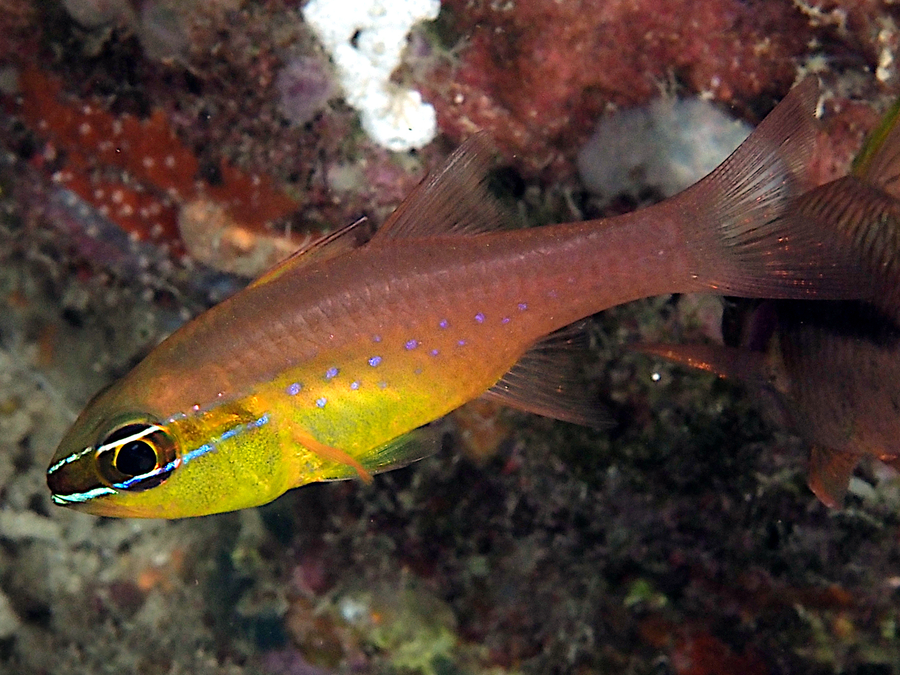 Goldbelly Cardinalfish - Ostorhinchus apogonoides
