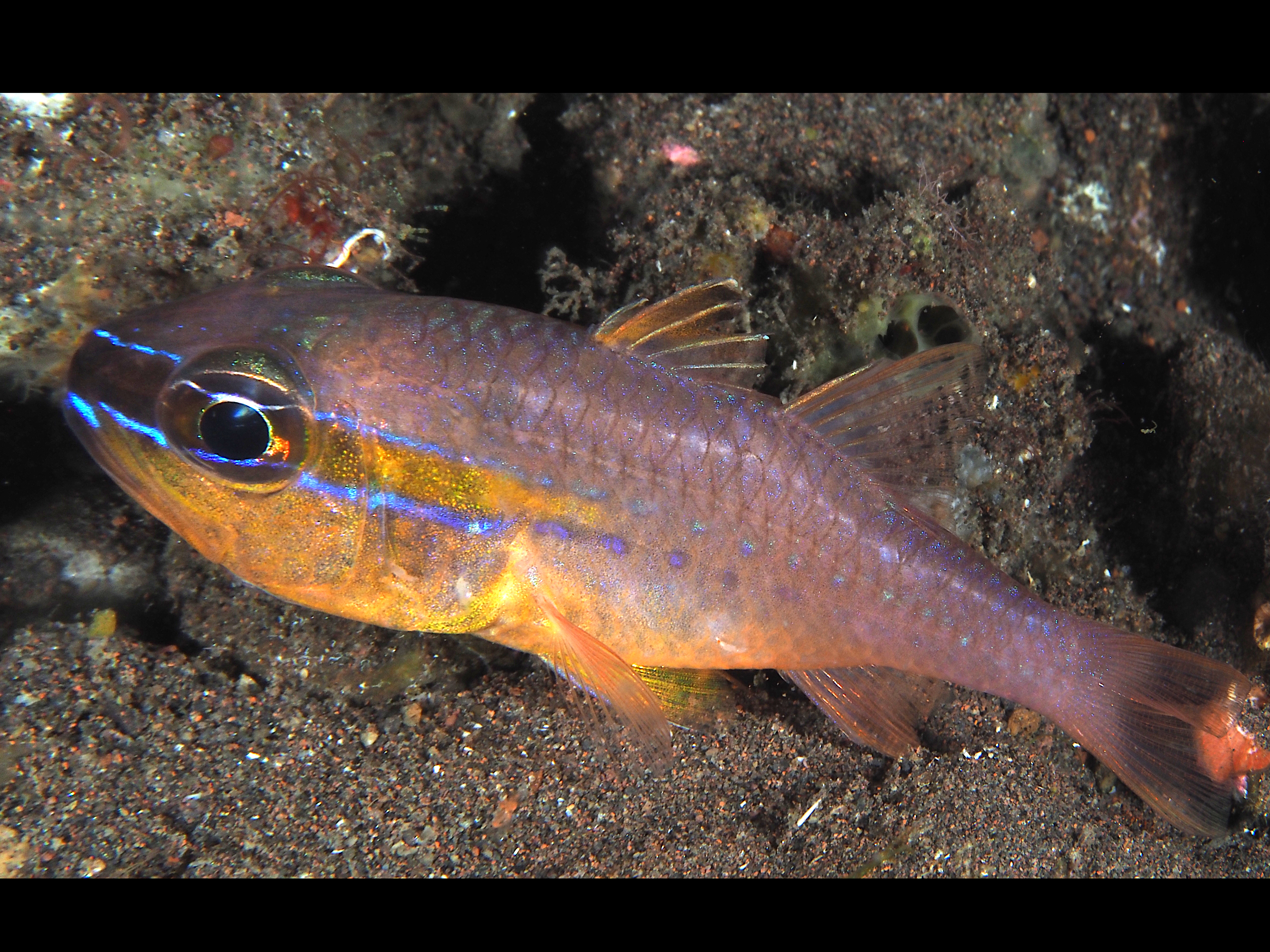 Goldbelly Cardinalfish - Ostorhinchus apogonoides
