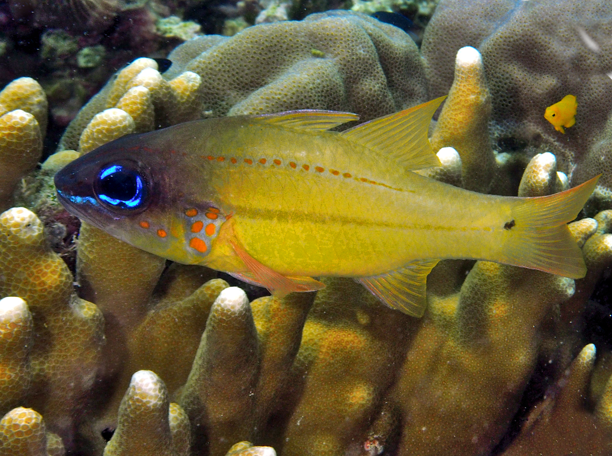 Spotgill Cardinalfish - Ostorhinchus chrysopomus - Anilao, Philippines