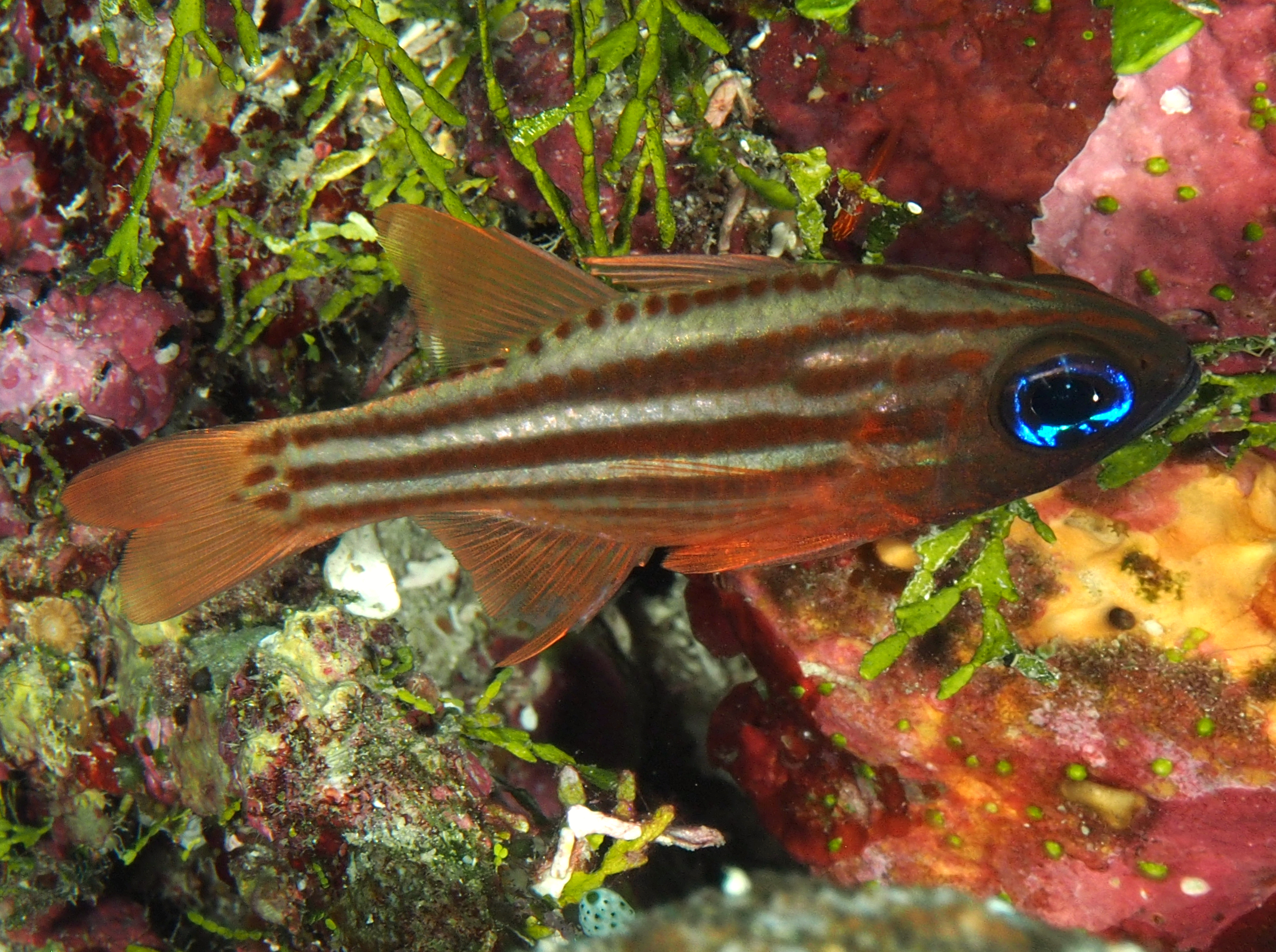 Splitband Cardinalfish - Ostorhinchus compressus - Wakatobi, Indonesia