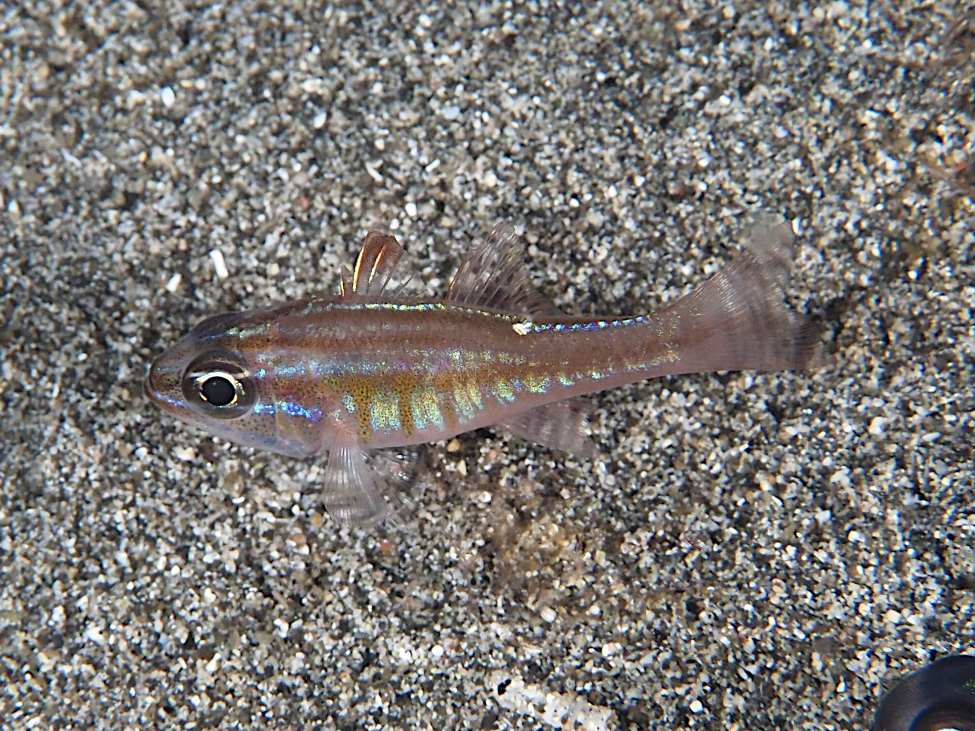 Moluccan Cardinalfish - Ostorhinchus moluccensis