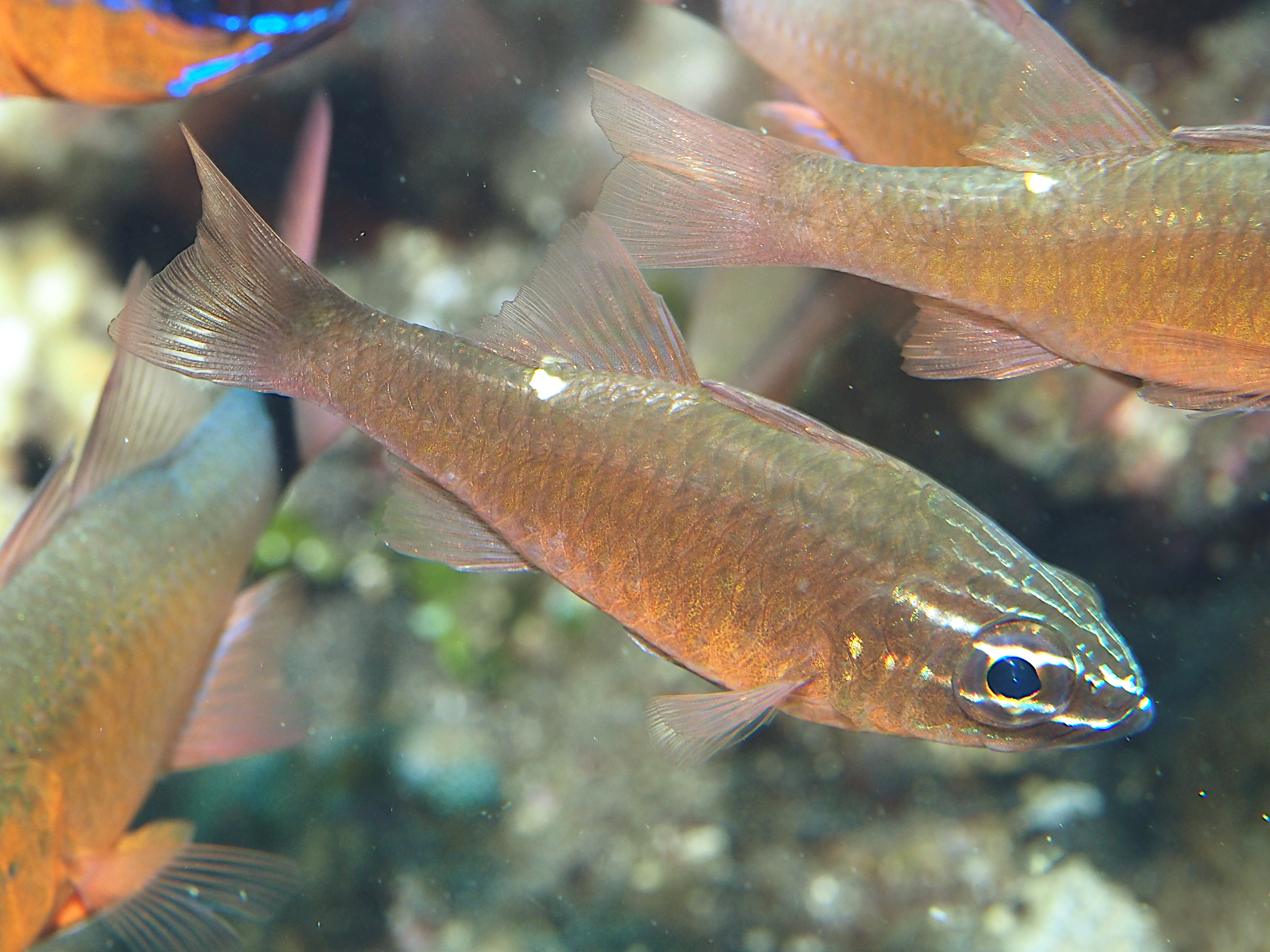 Moluccan Cardinalfish - Ostorhinchus moluccensis
