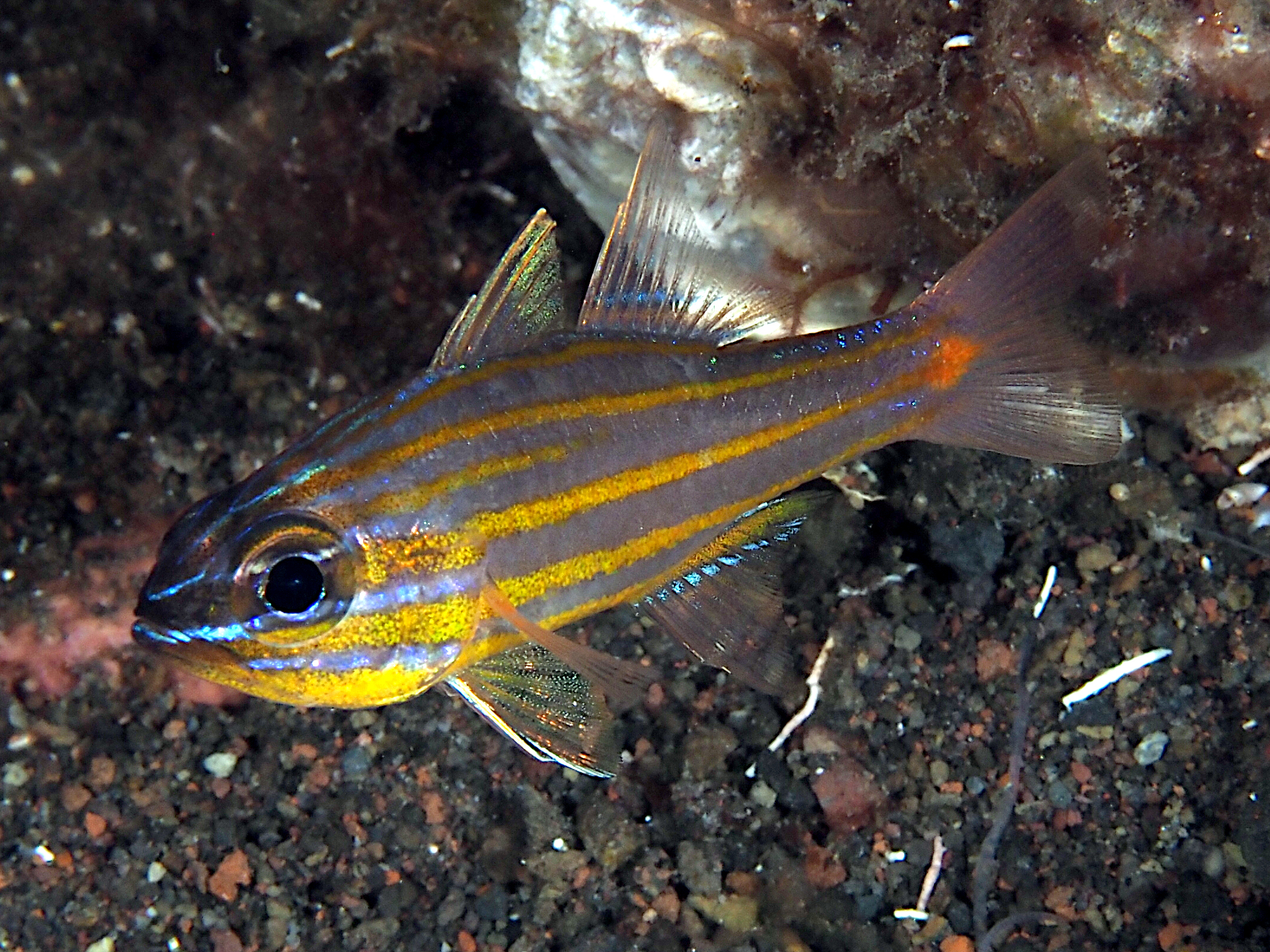 Orangespot Cardinalfish - Ostorhinchus rubrimacula