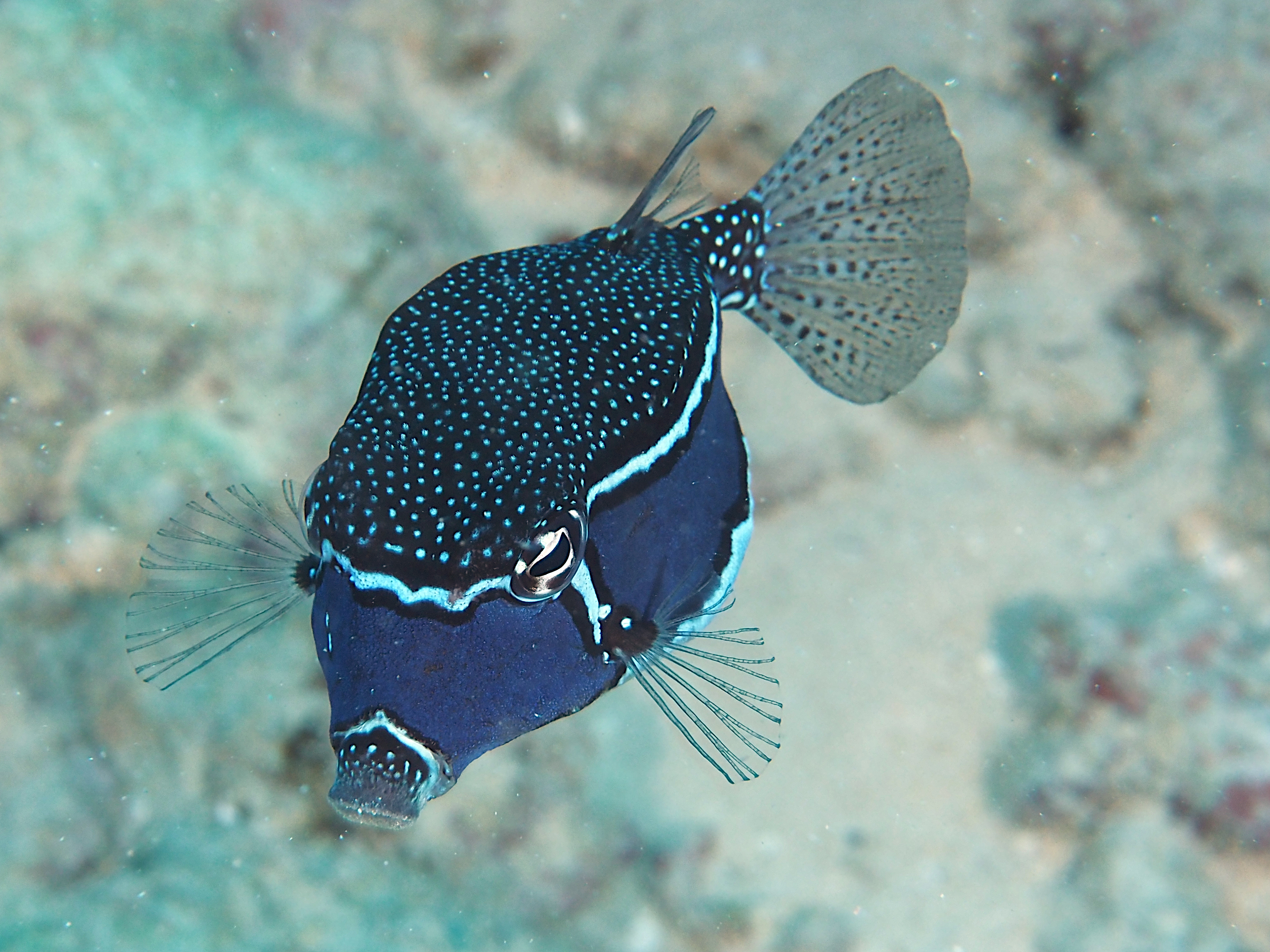 Whitley's Boxfish - Ostracion whitleyi
