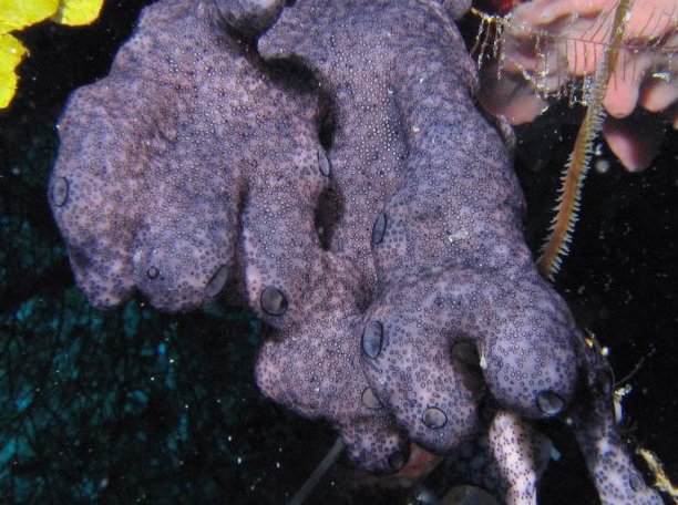 Overgrowing Tunicates - 