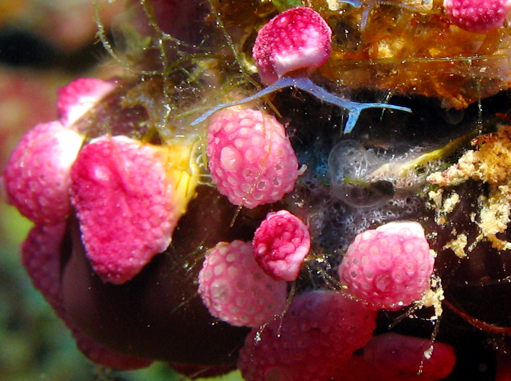 Overgrowing Tunicates - 