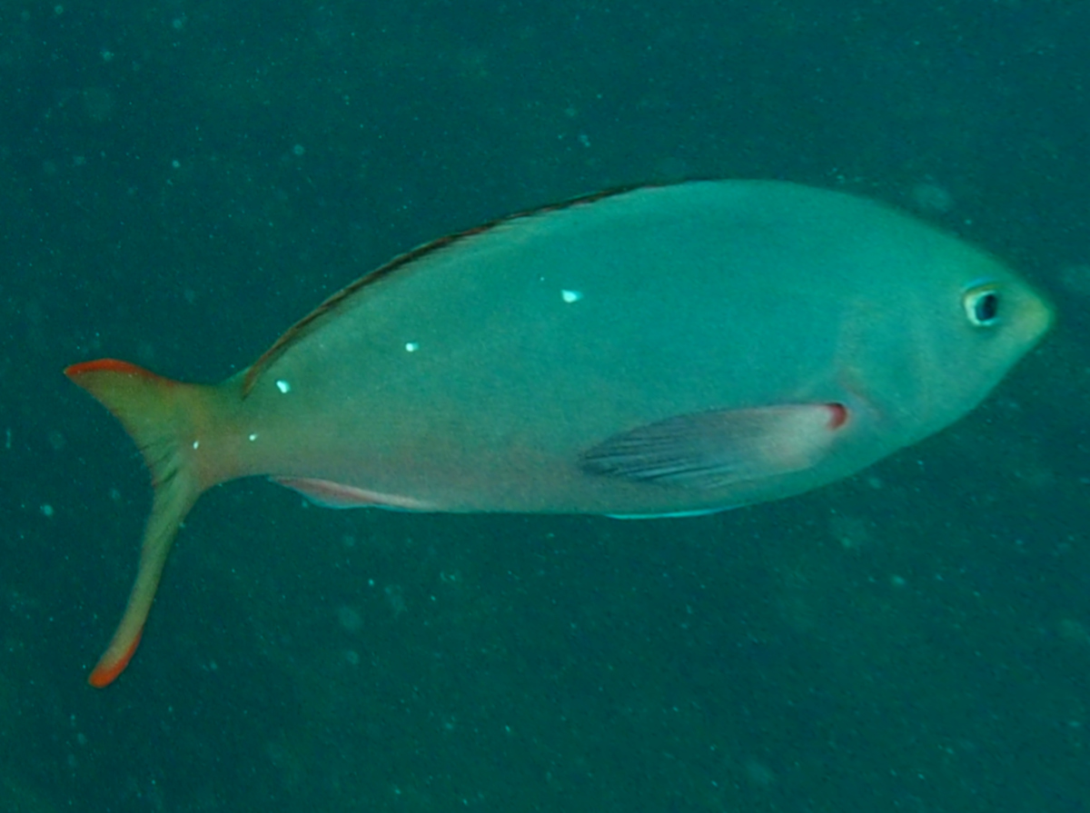 Pacific creolefish - Paranthias colonus