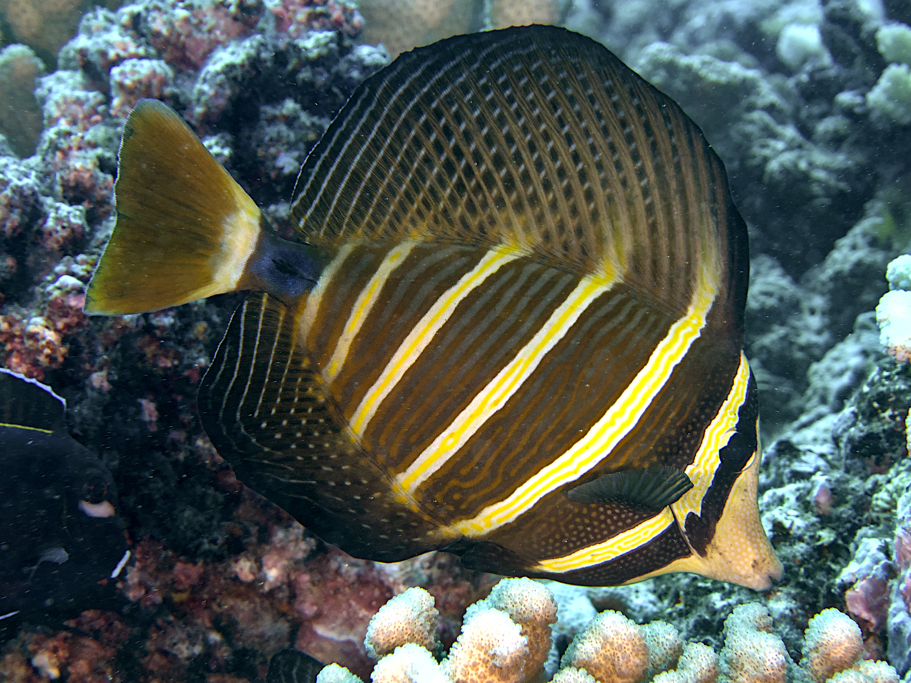 Pacific Sailfin Tang - Zebrasoma velifer