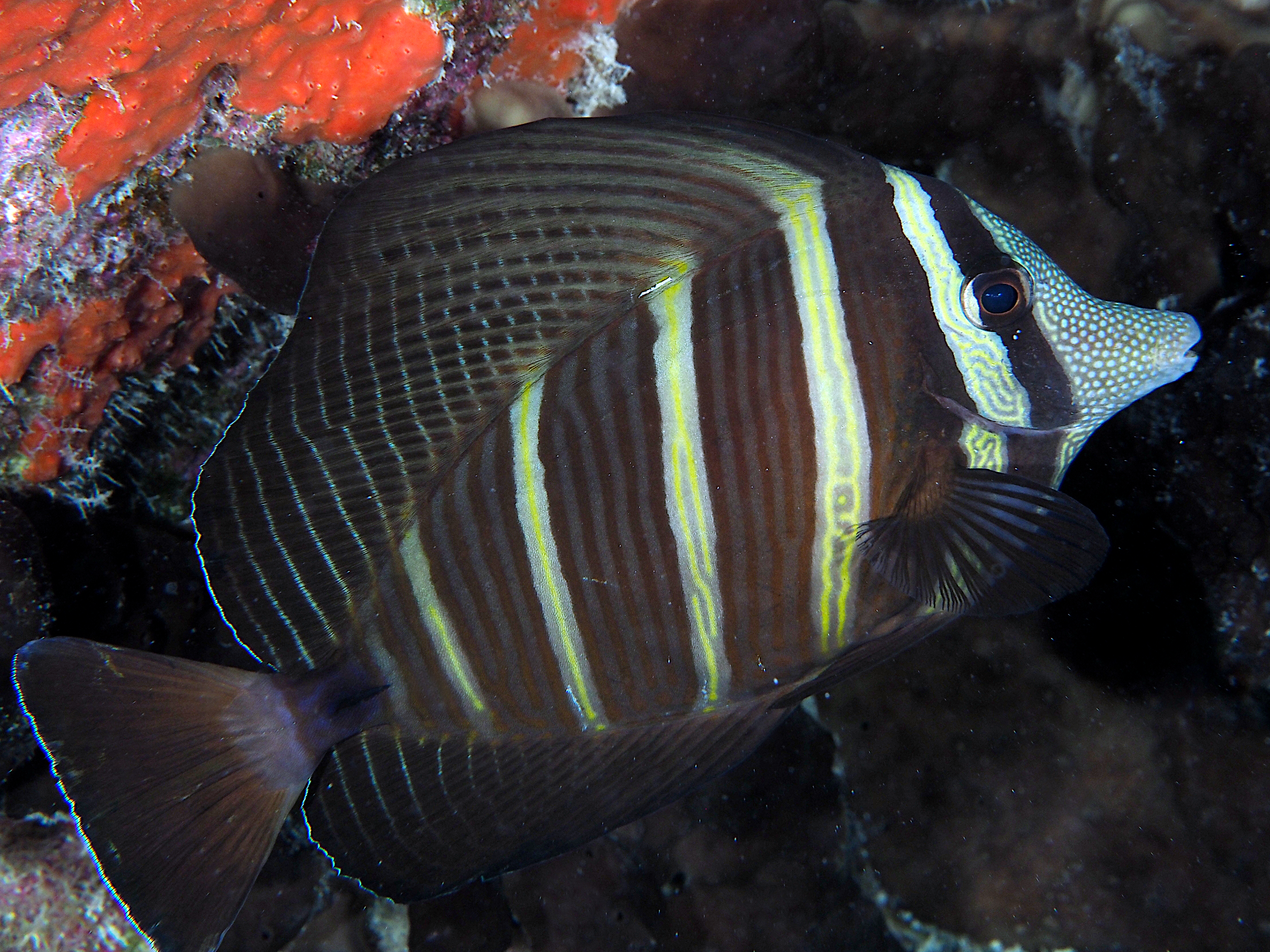 Pacific Sailfin Tang - Zebrasoma velifer