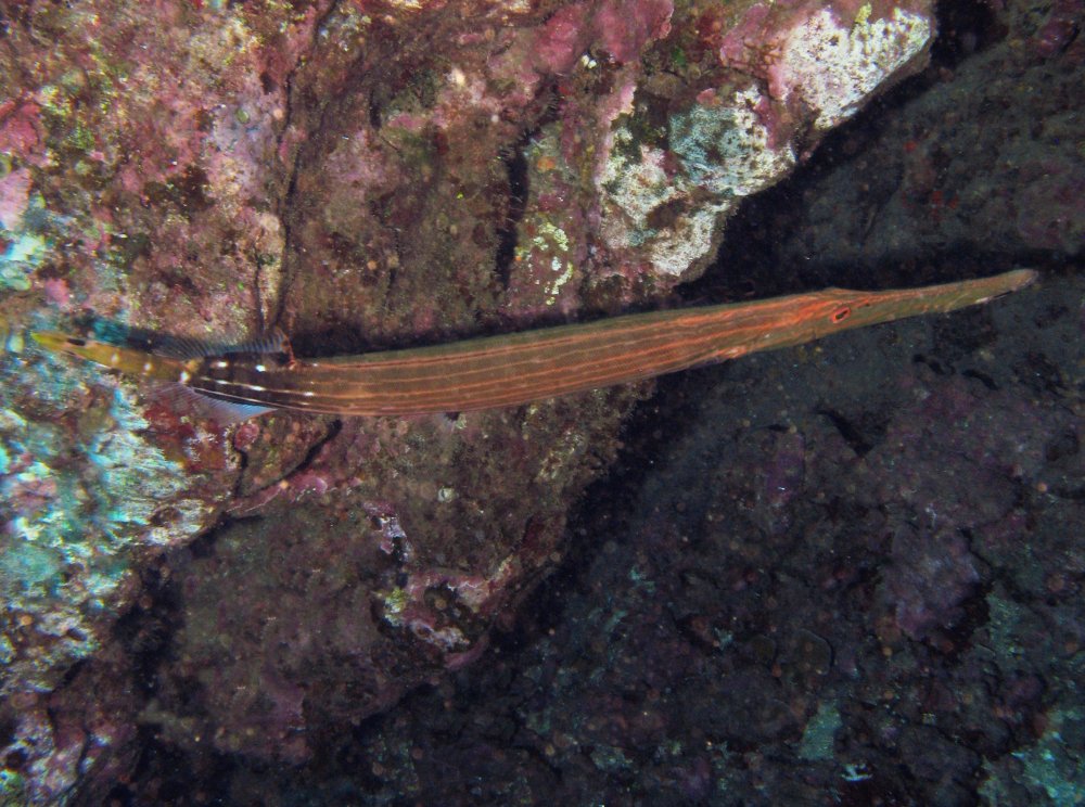 Pacific Trumpetfish - Aulostomus chinensis