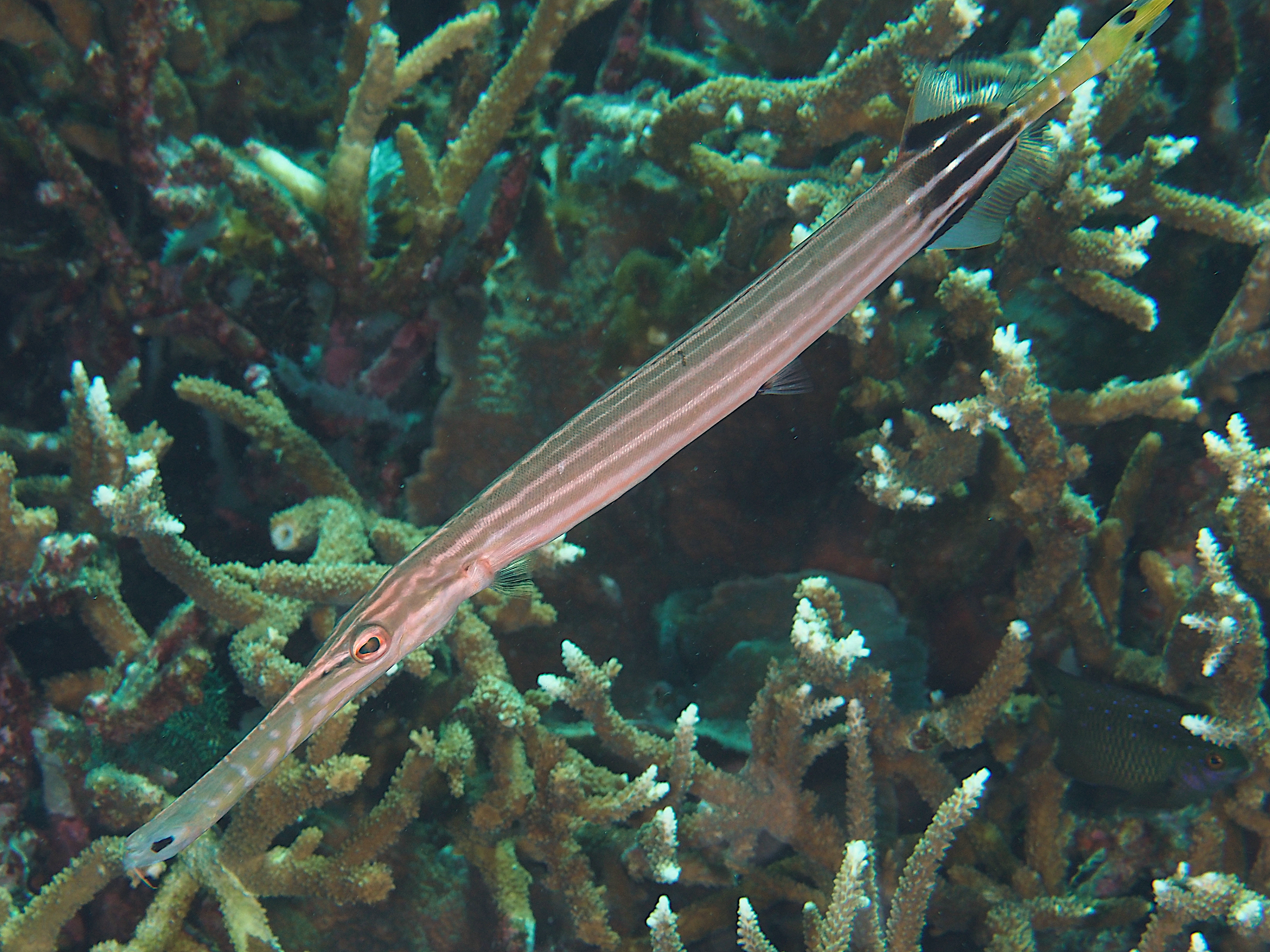 Pacific Trumpetfish - Aulostomus chinensis