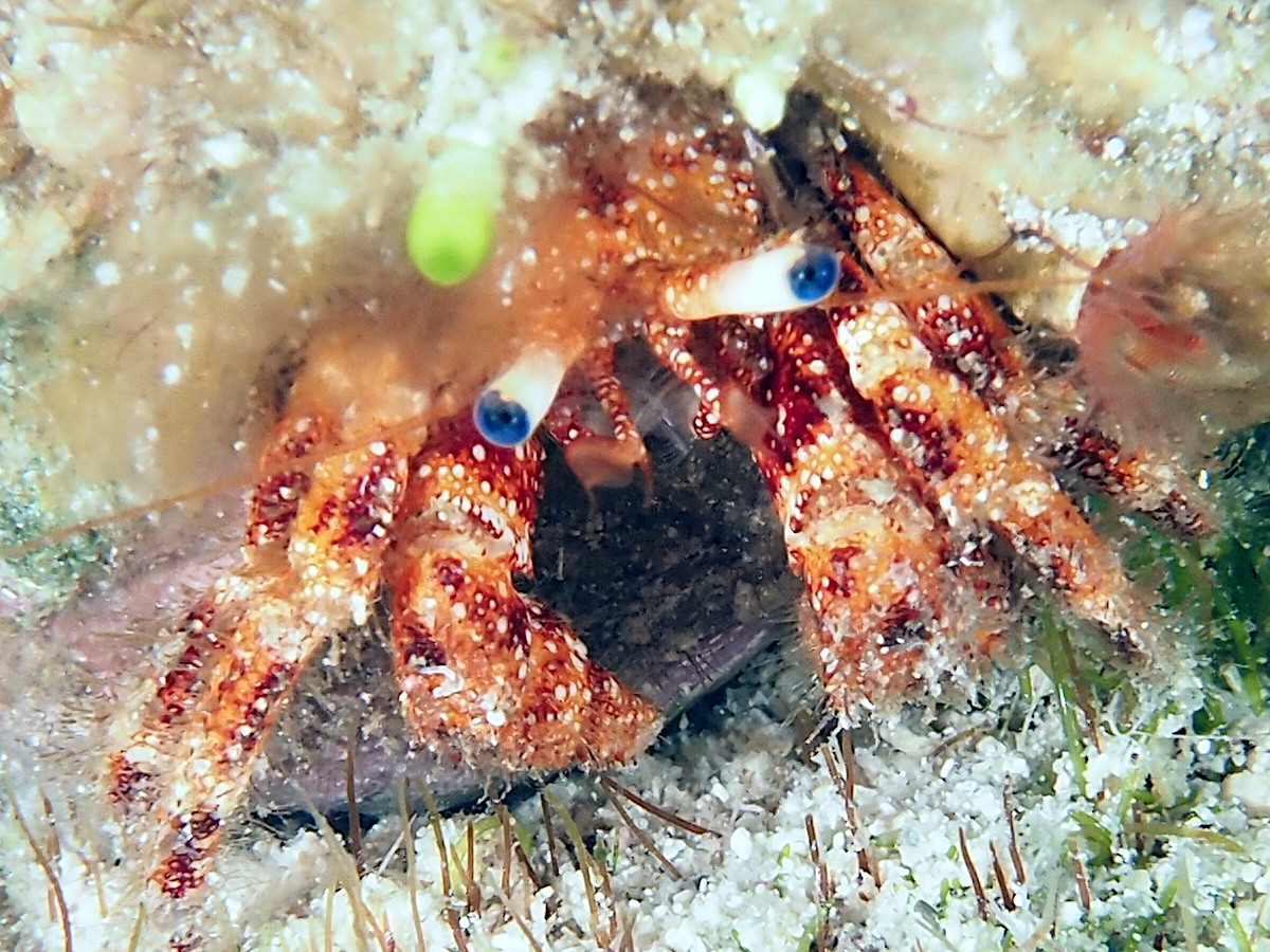 Red-Banded Hermit Crab - Paguristes erythrops - Turks and Caicos