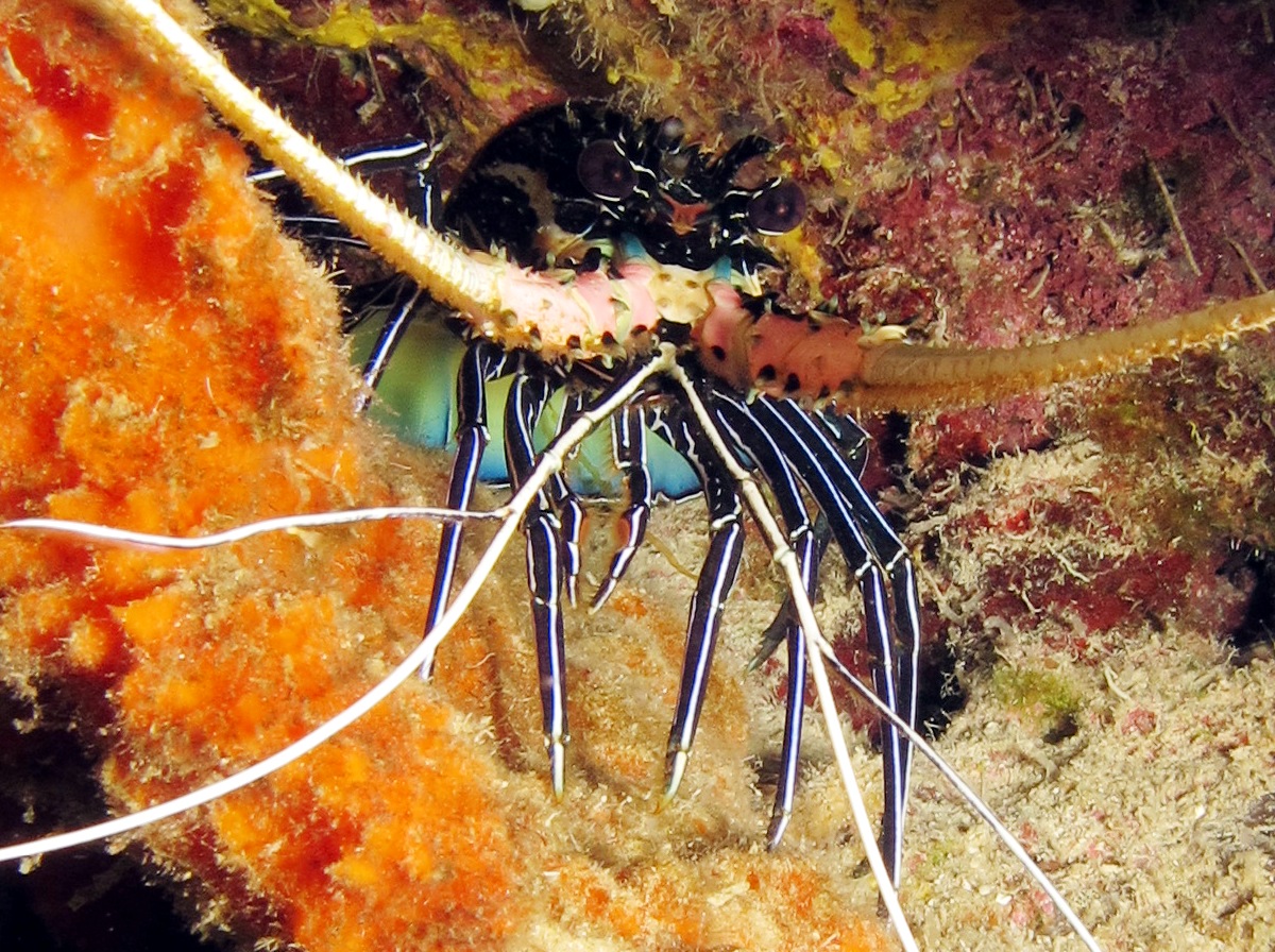 Painted Spiny Lobster - Palinurus versicolor