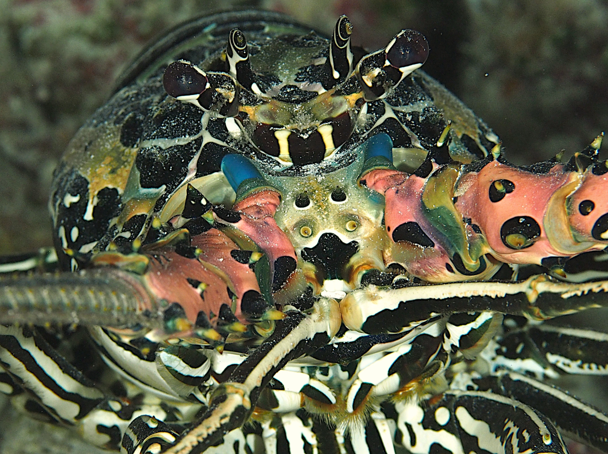 Painted Spiny Lobster - Palinurus versicolor
