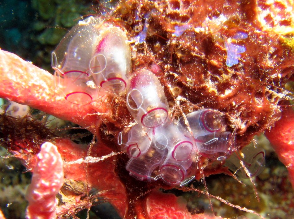 Painted Tunicate - Clavelina picta