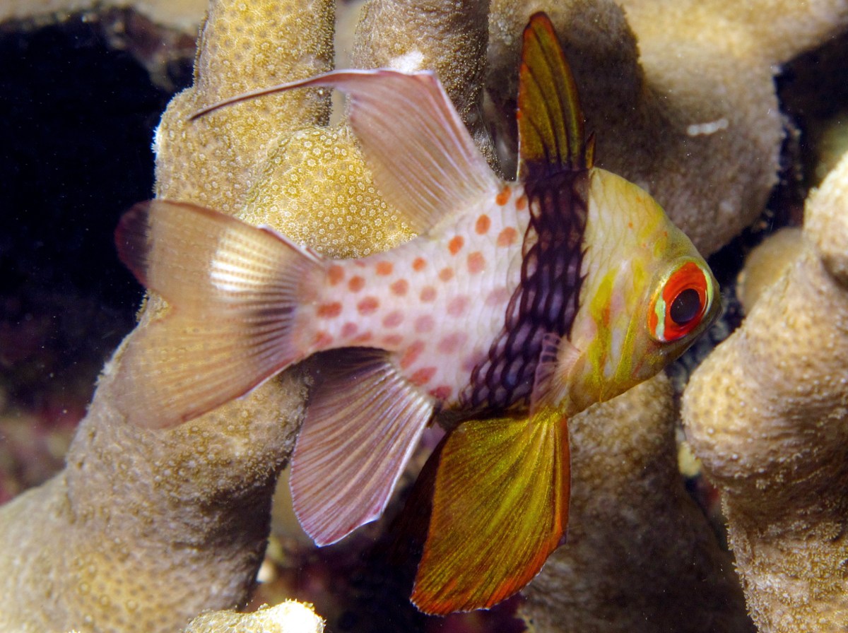 Pajama Cardinalfish - Sphaeramia nematoptera