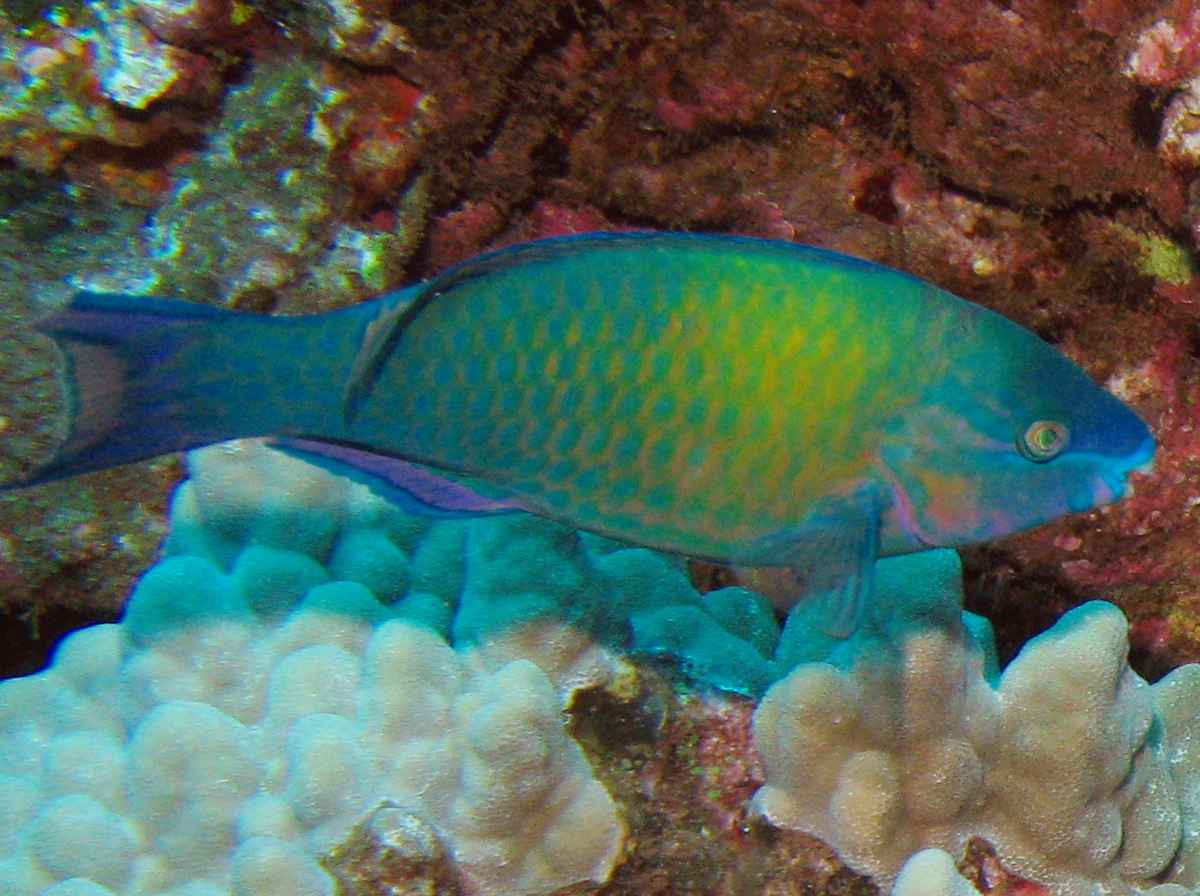 Palenose Parrotfish - Scarus psittacus