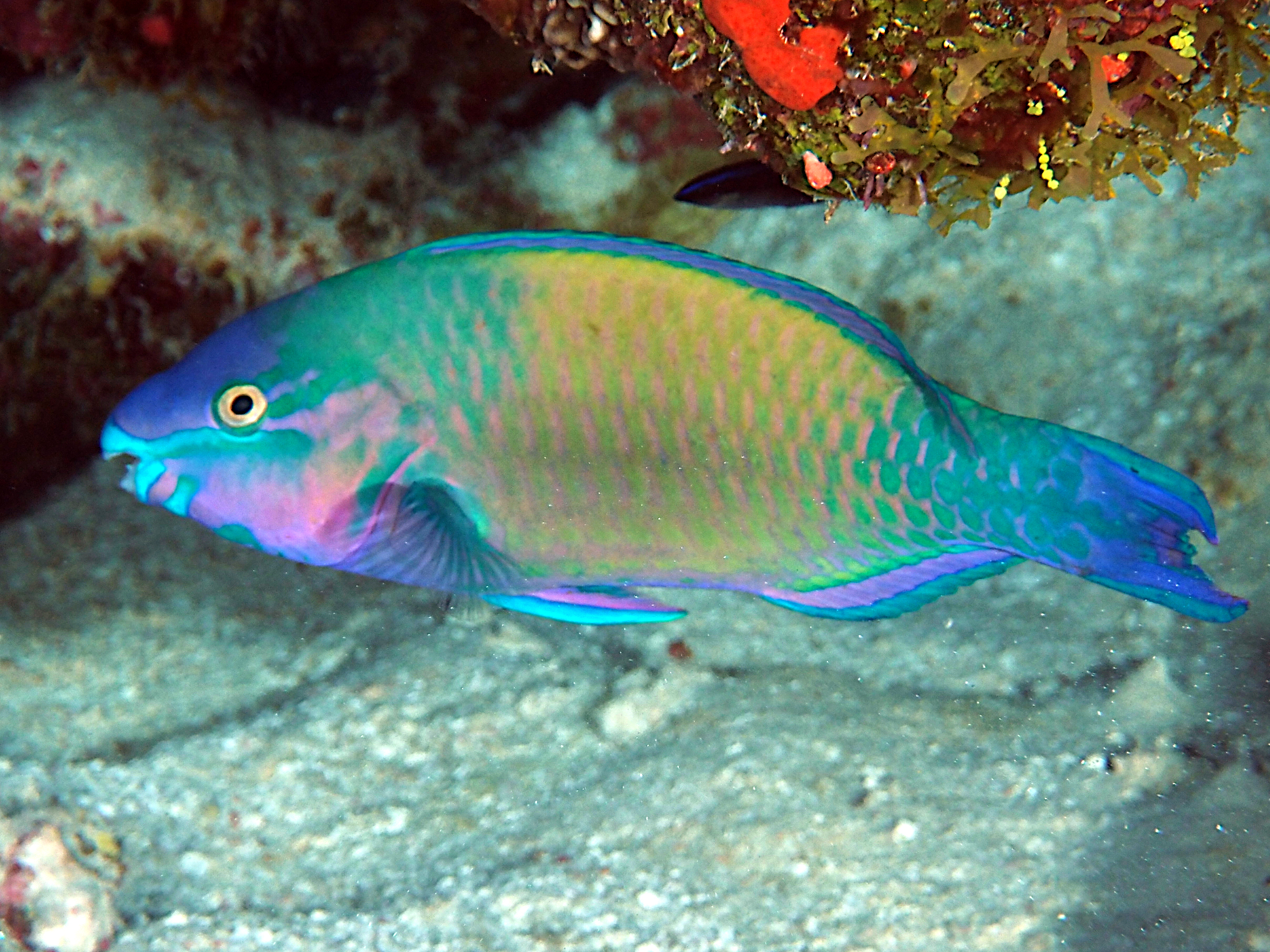 Palenose Parrotfish - Scarus psittacus