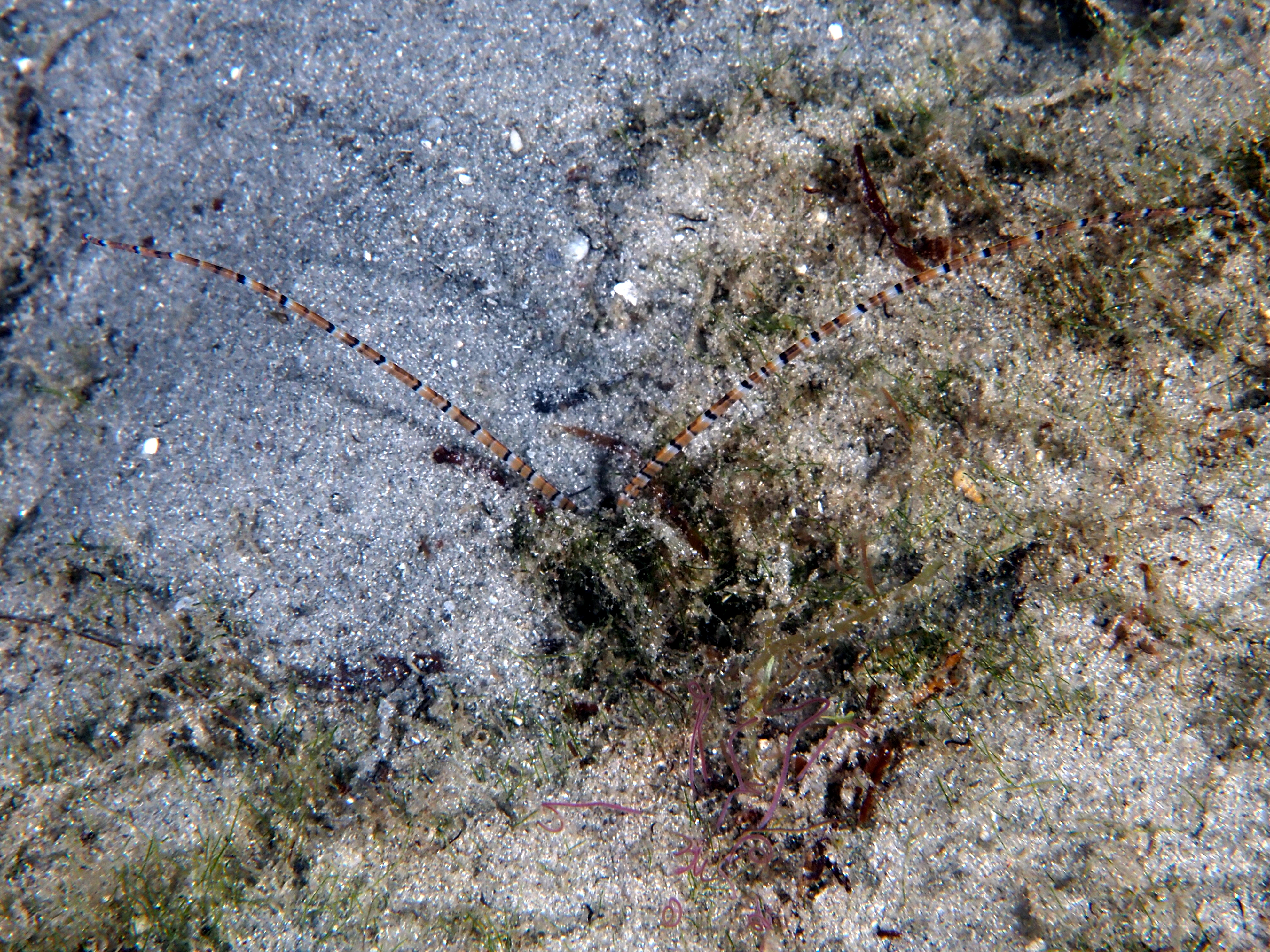 Palp Worm -  - Blue Heron Bridge, Florida