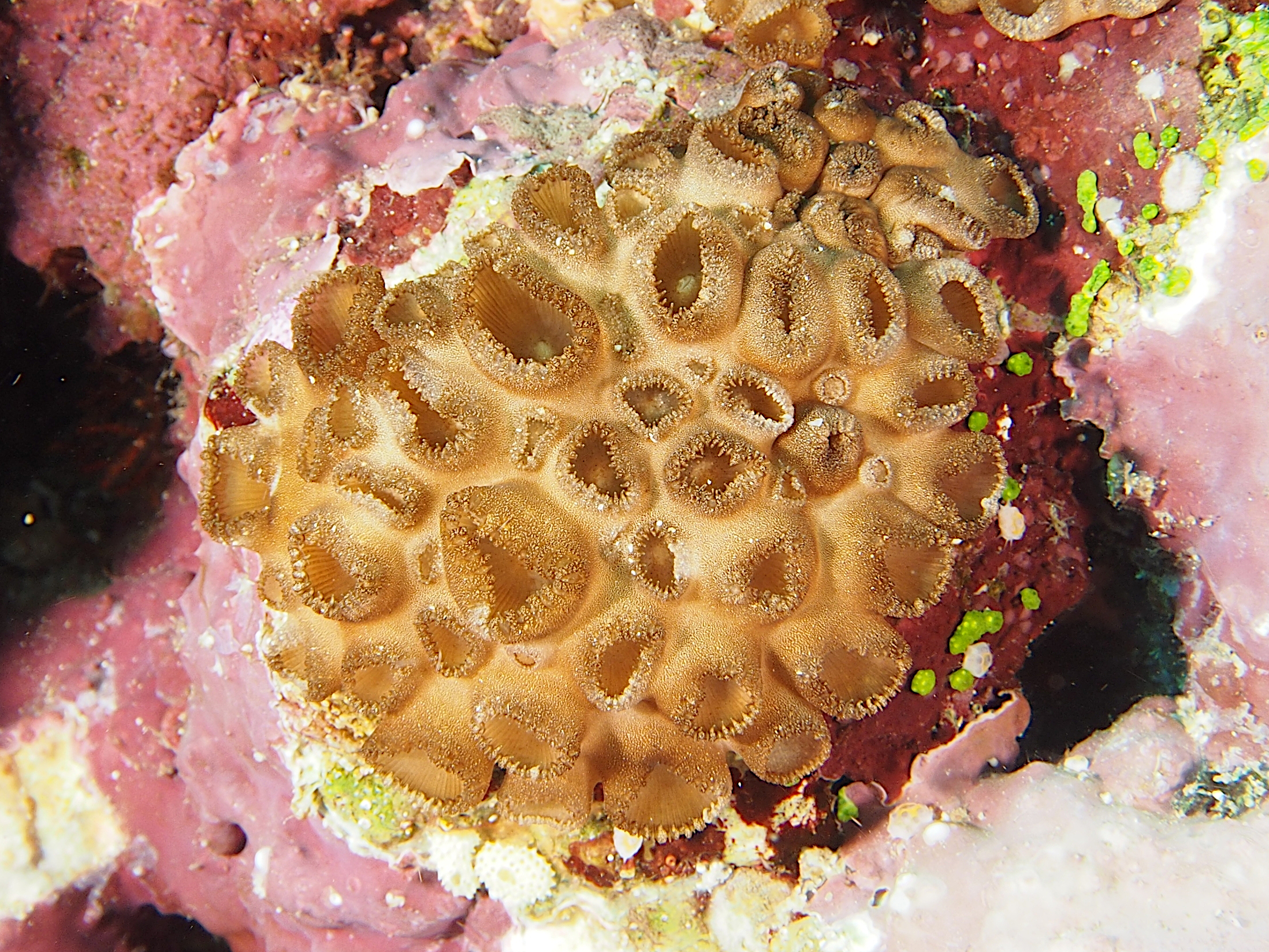 Sea Mat - Palythoa tuberculosa