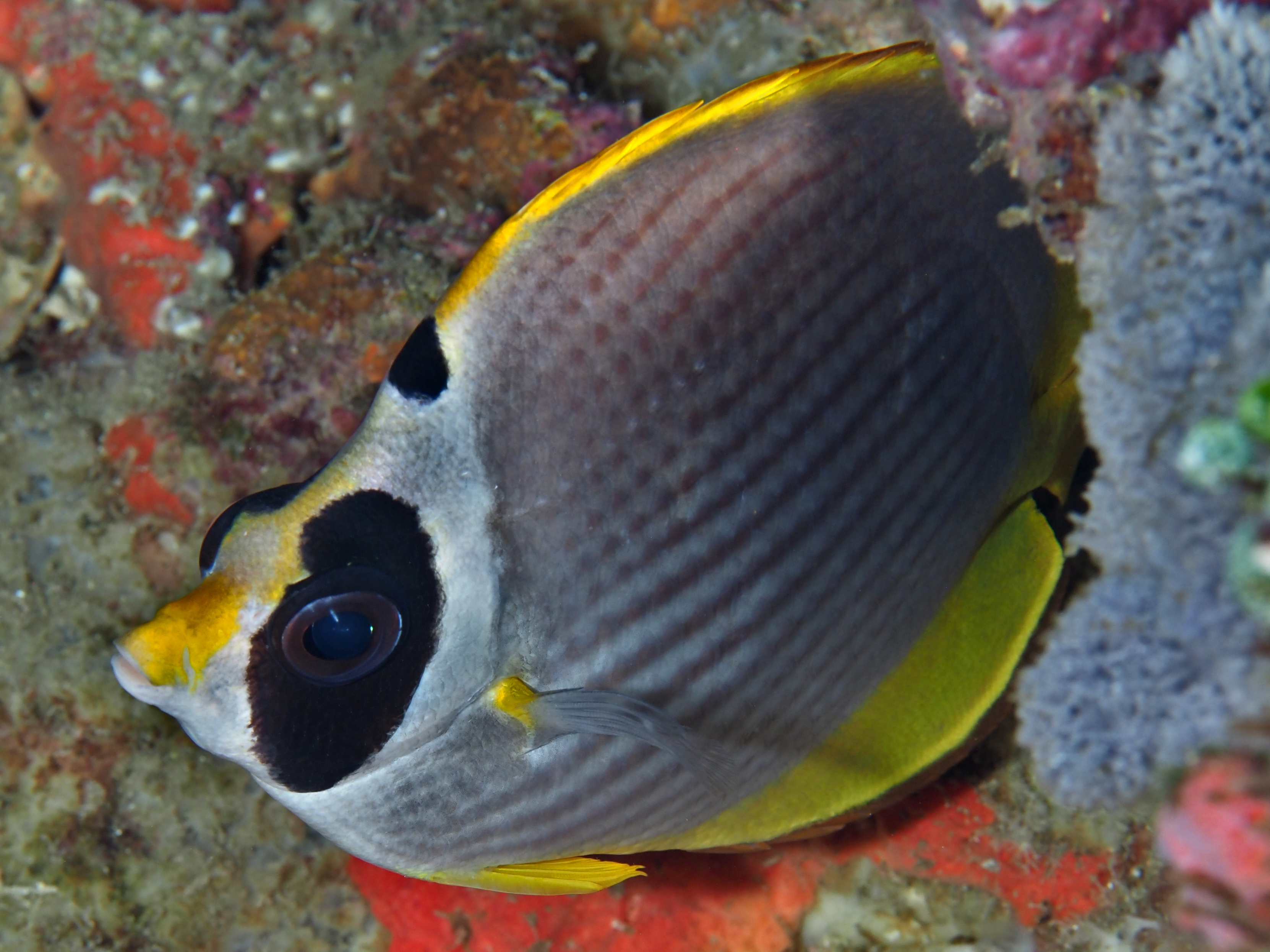 Panda Butterflyfish - Chaetodon adiergastos
