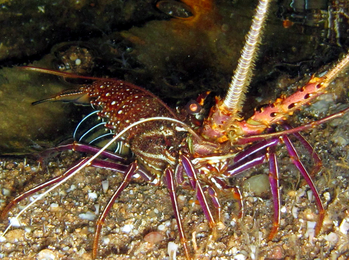 Stripe-Leg Spiny Lobster - Panulirus femoristriga